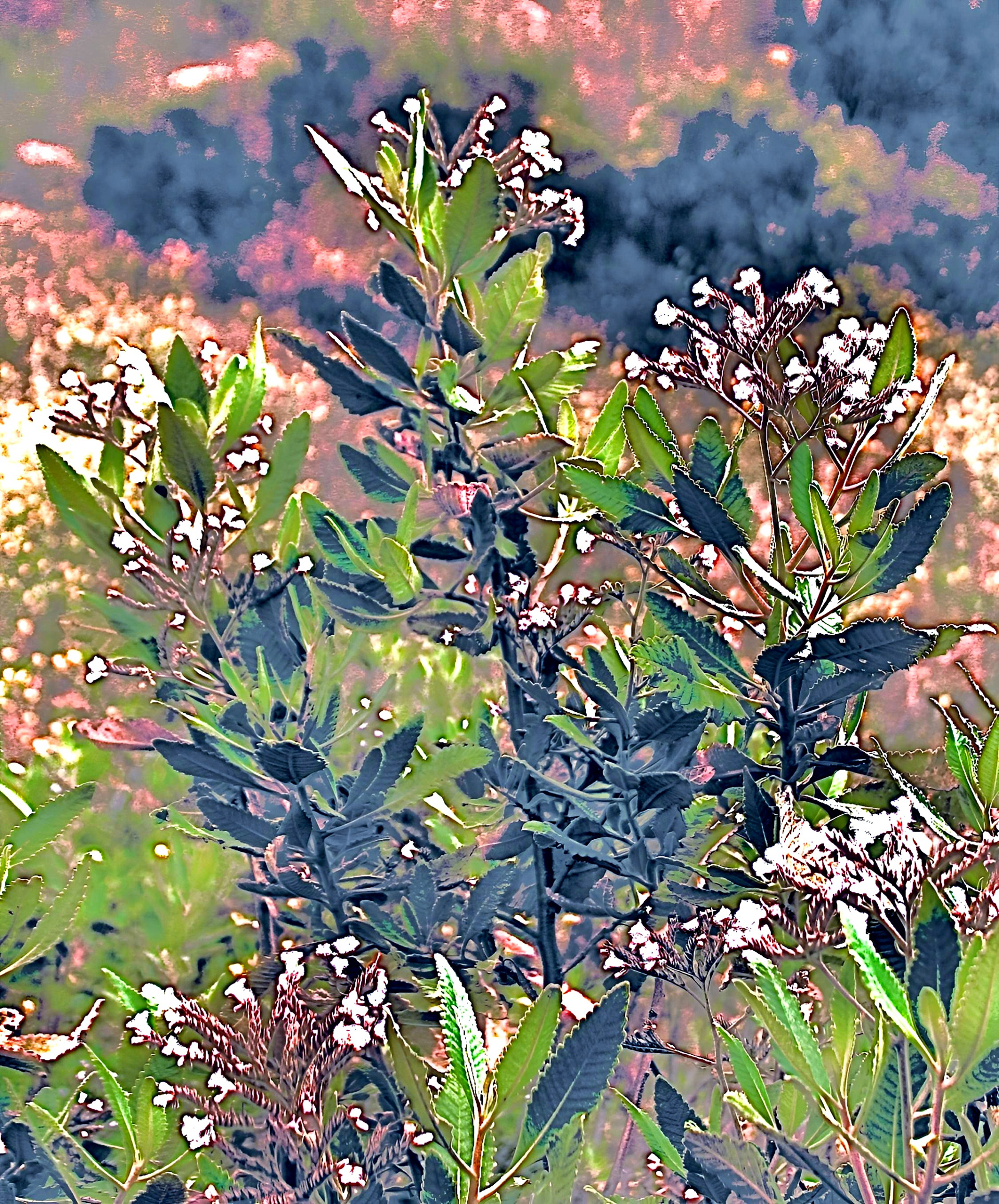 ' Yerba Santa, var. 1'