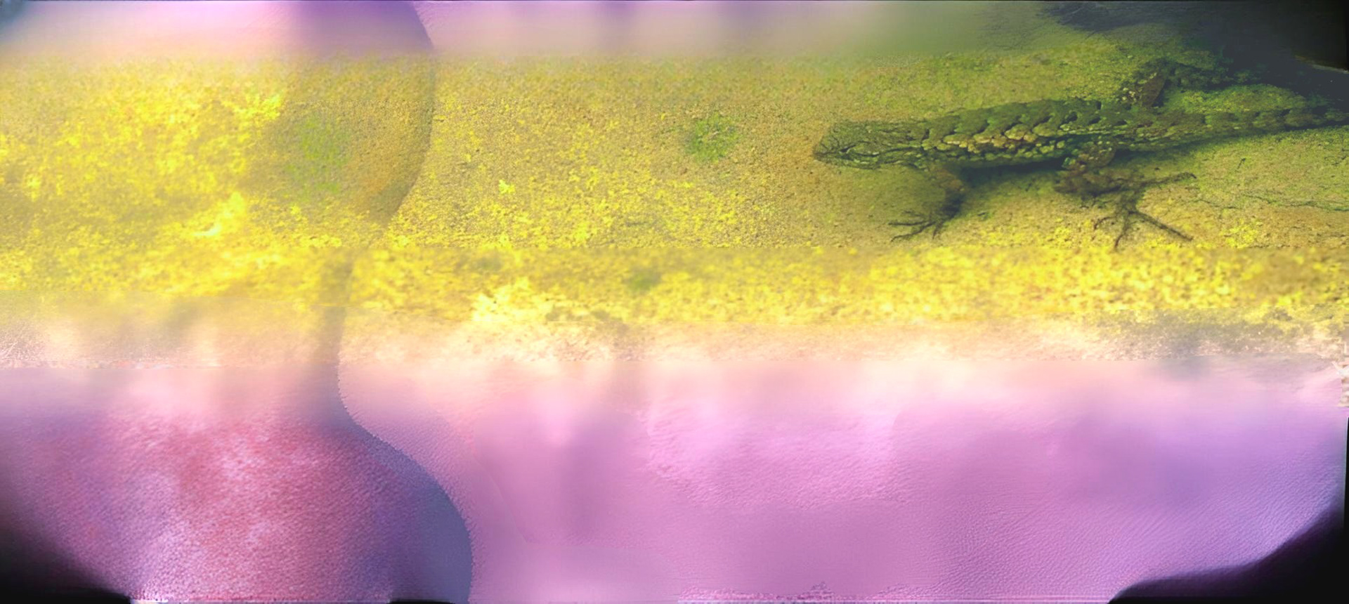 'Lizard Rock (v)'