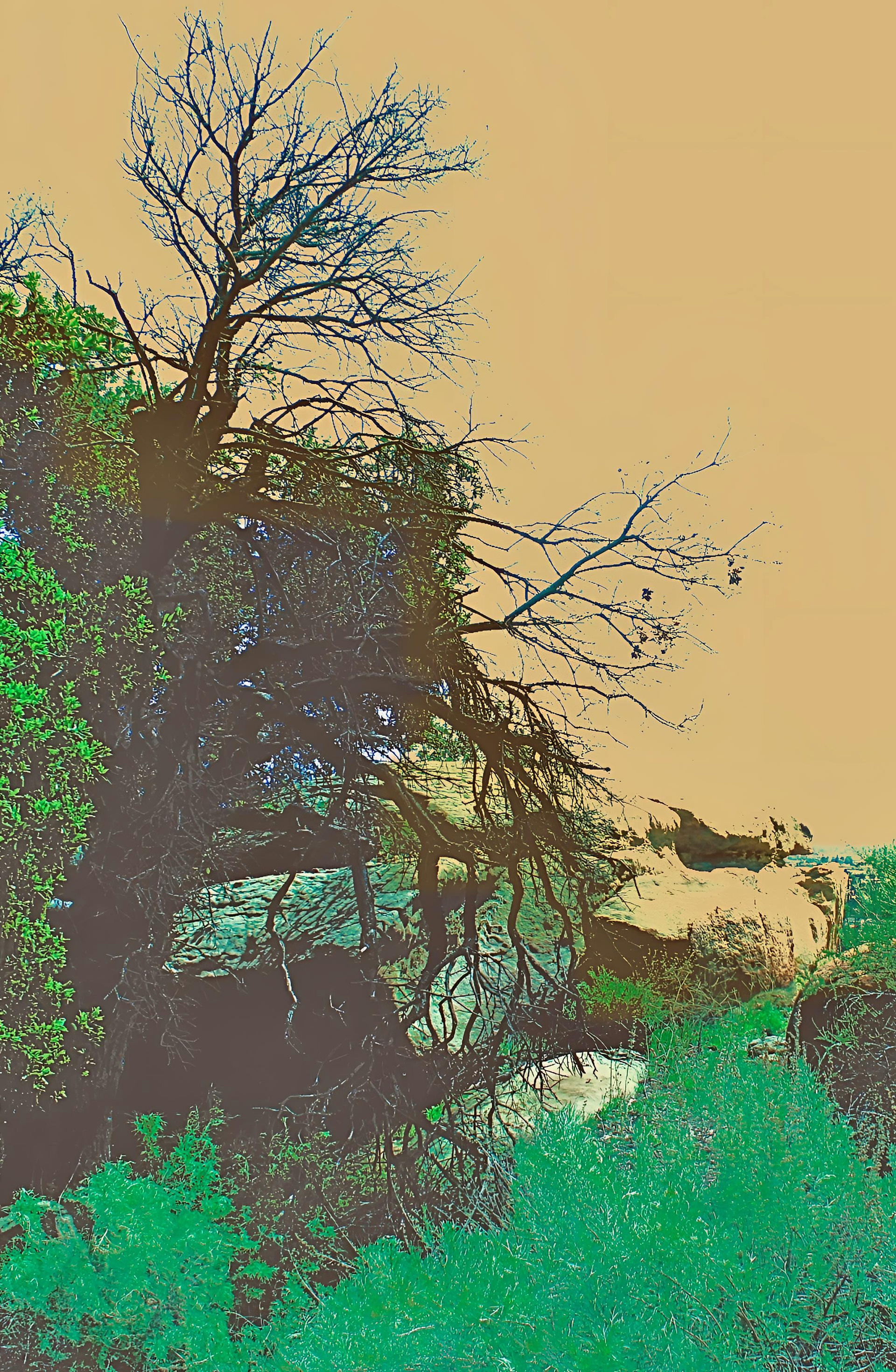 'Garden of the Gods' (i)