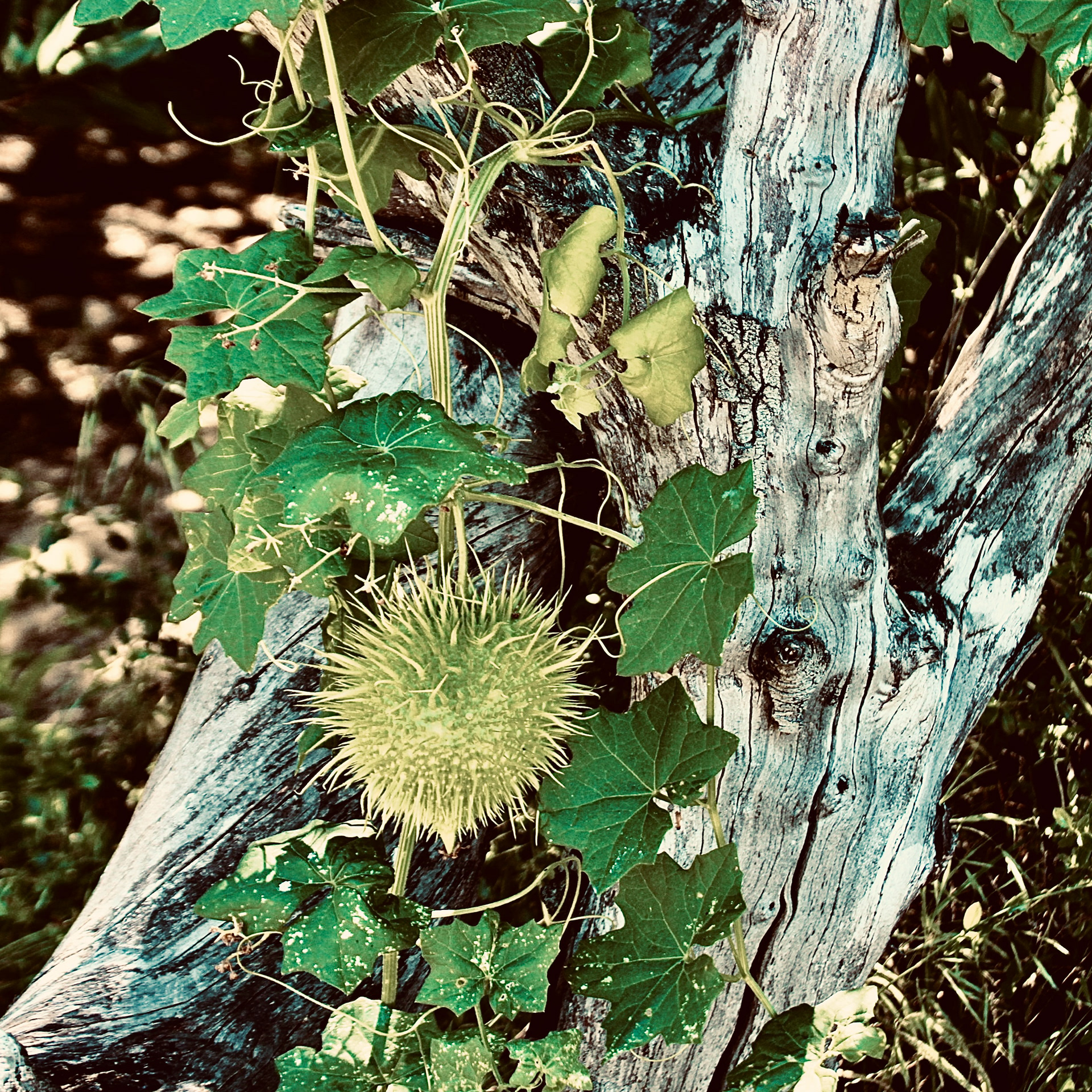 Wild Cucumber - Calabasas