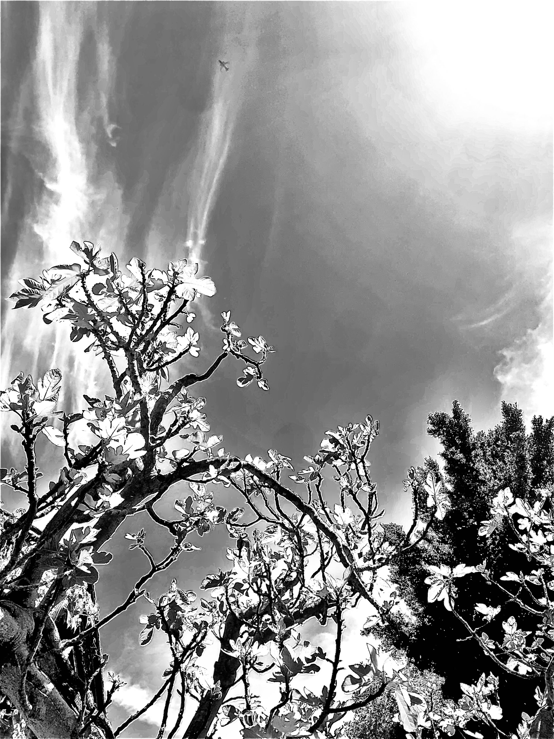 Fig + Spring Sky (A)