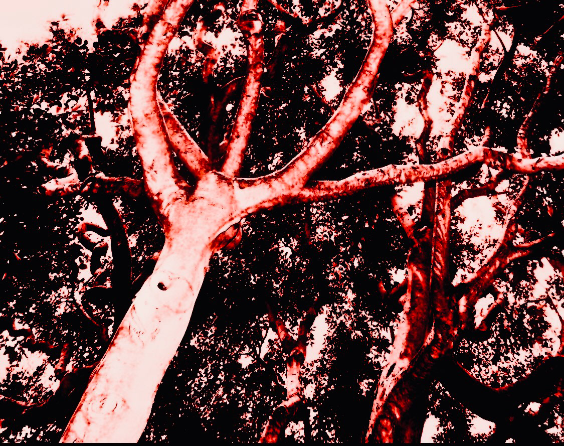Laurel (ii)