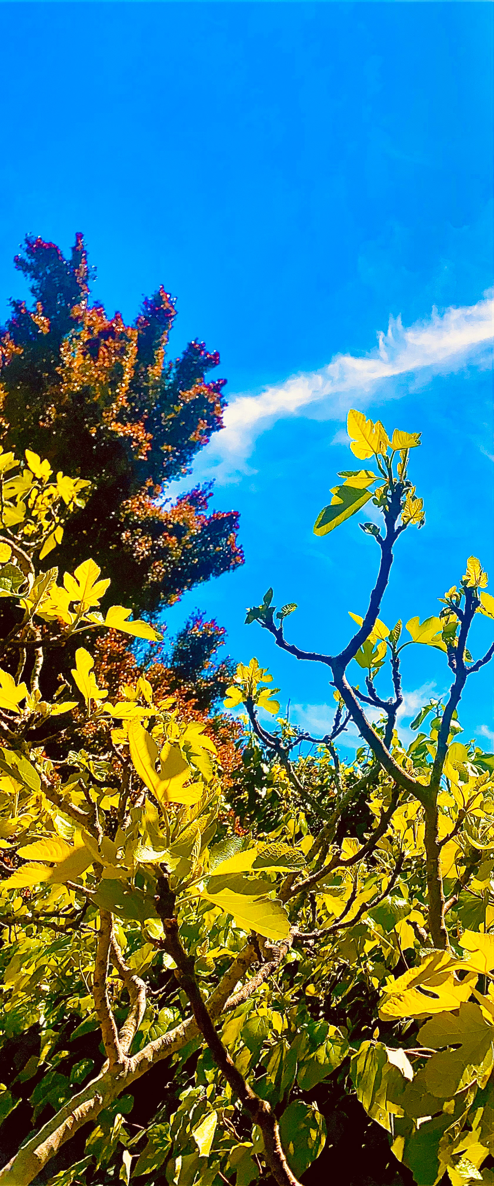 Fig & Spring Sky (I)