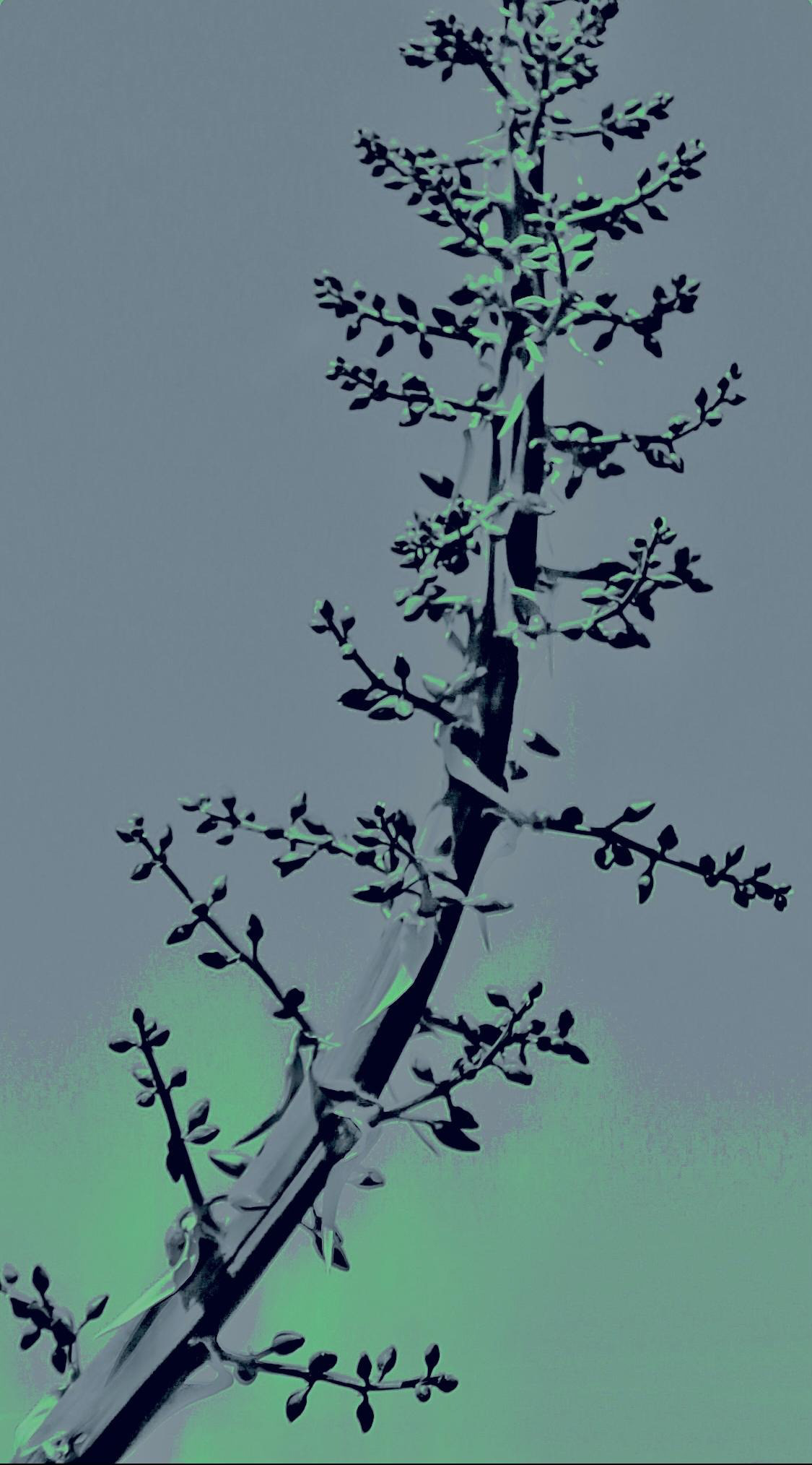 'Agave Detail (i)'