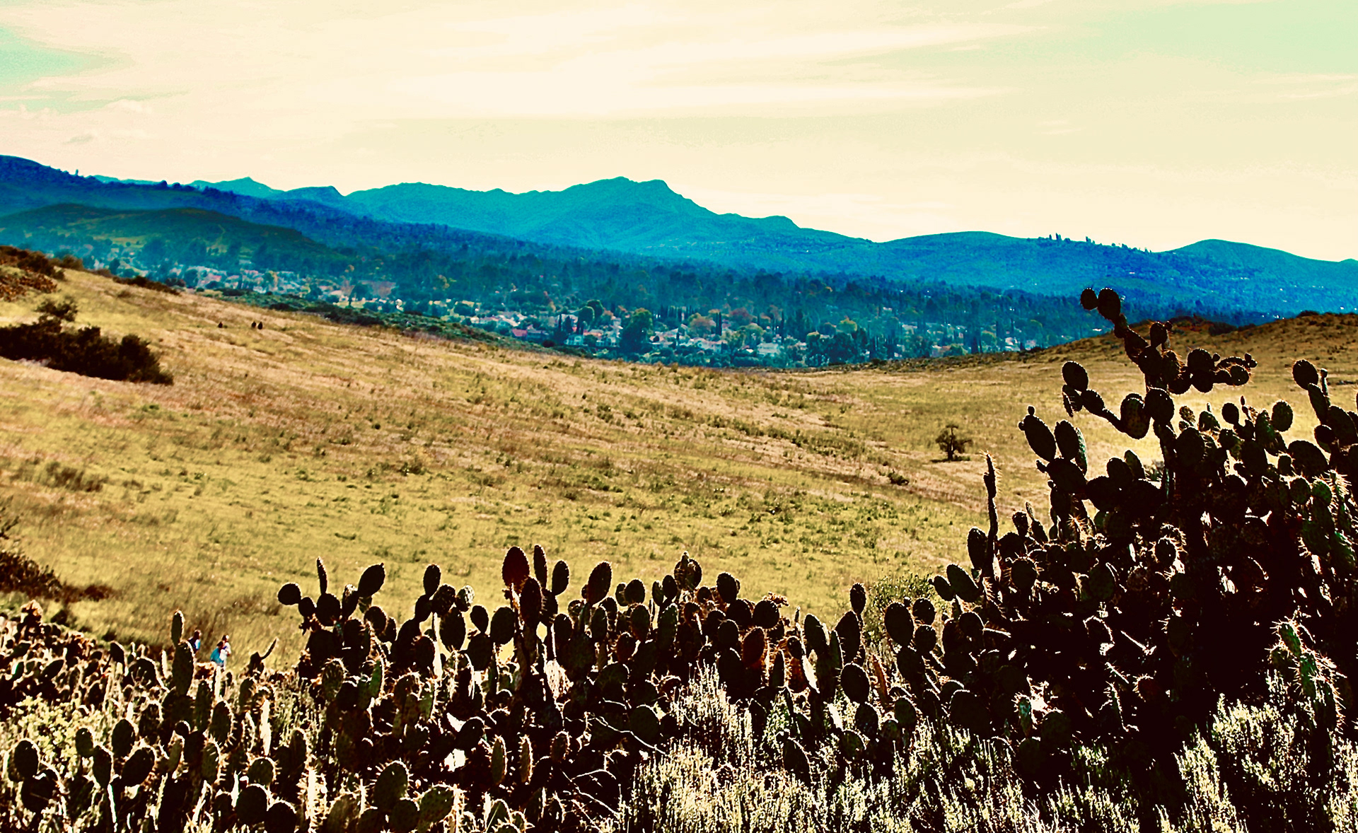 WW - Vista + Cactus Patch