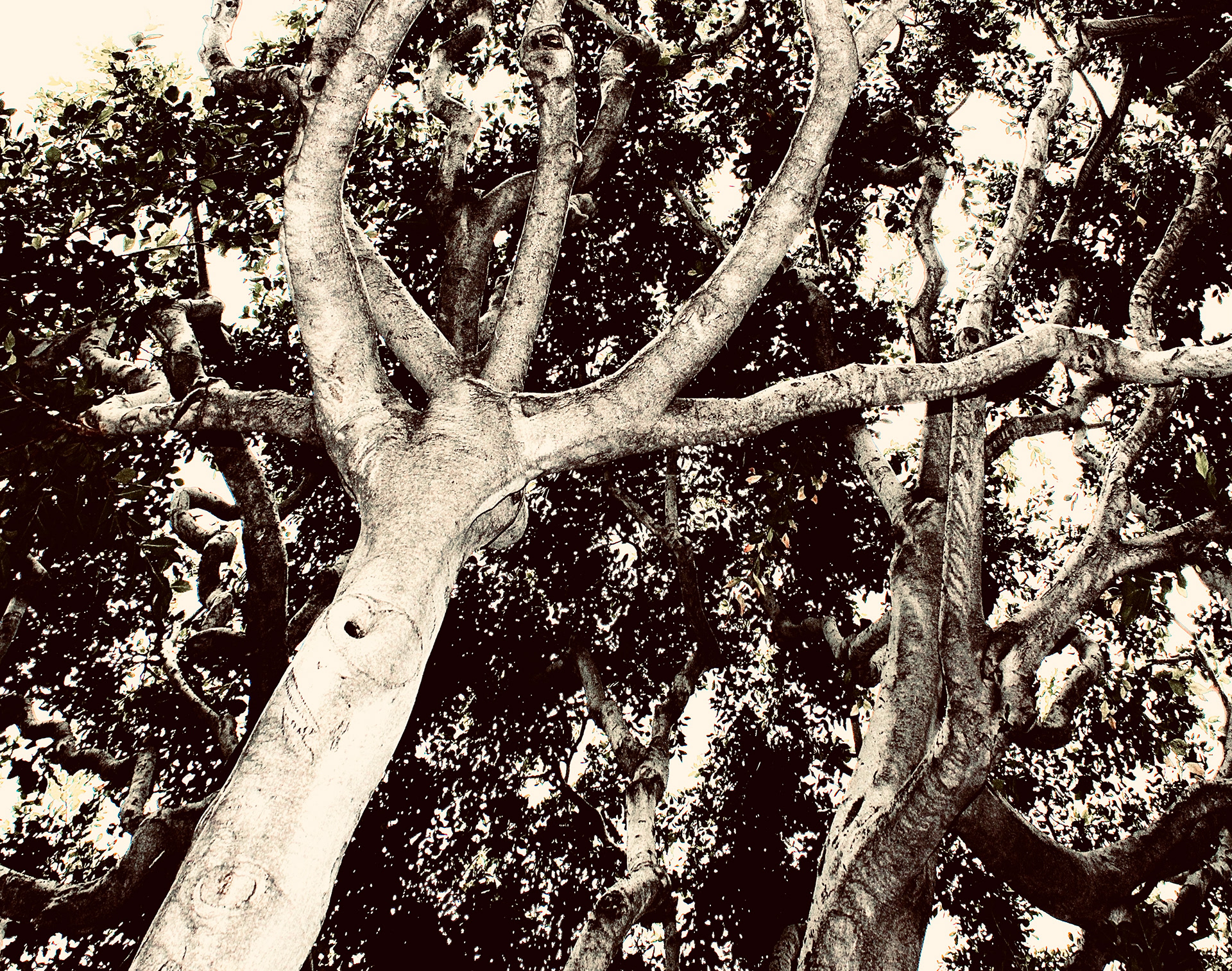 Laurel (i)