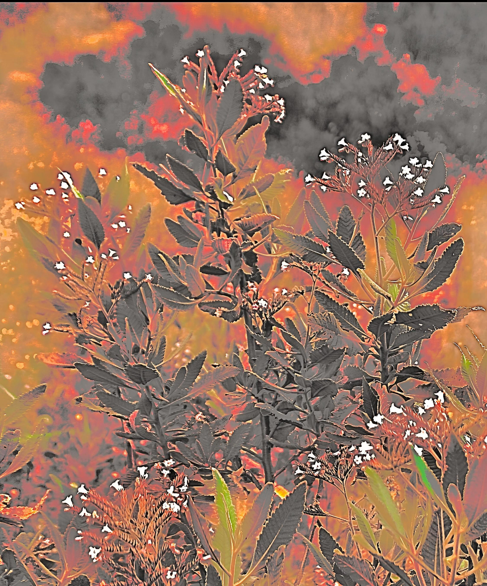 ' Yerba Santa, var. 3'