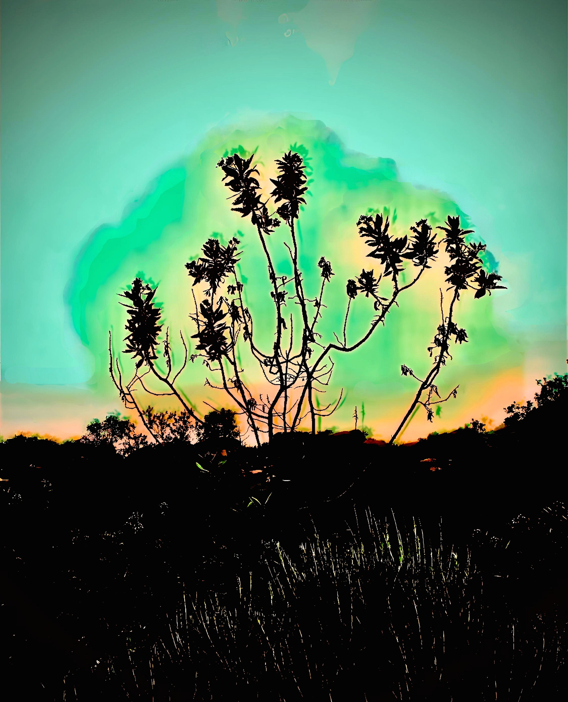 Sugar Bush study (ii)
