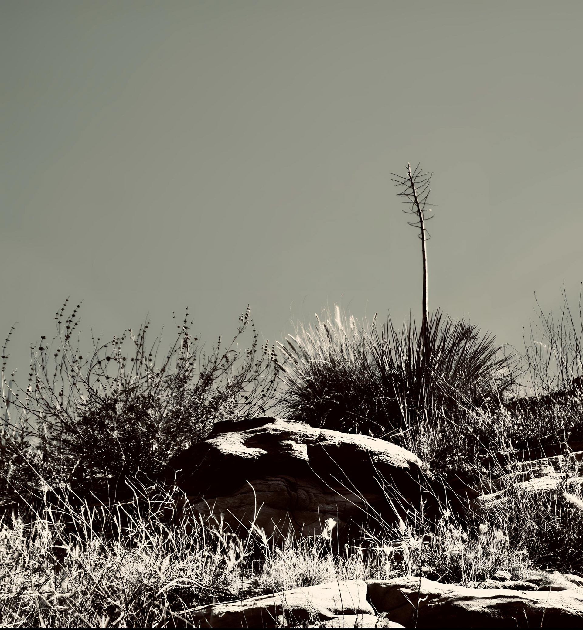 Yucca and Stone (ii)
