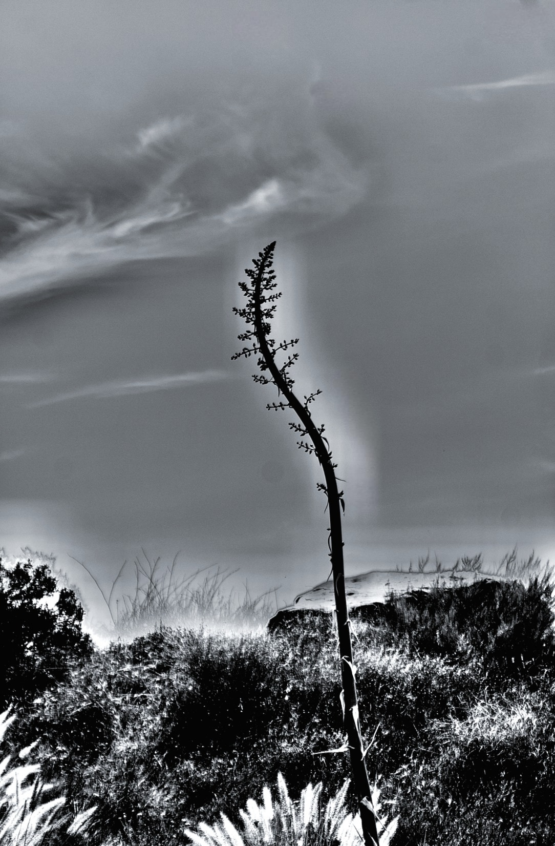 'Agave Pose (v)'