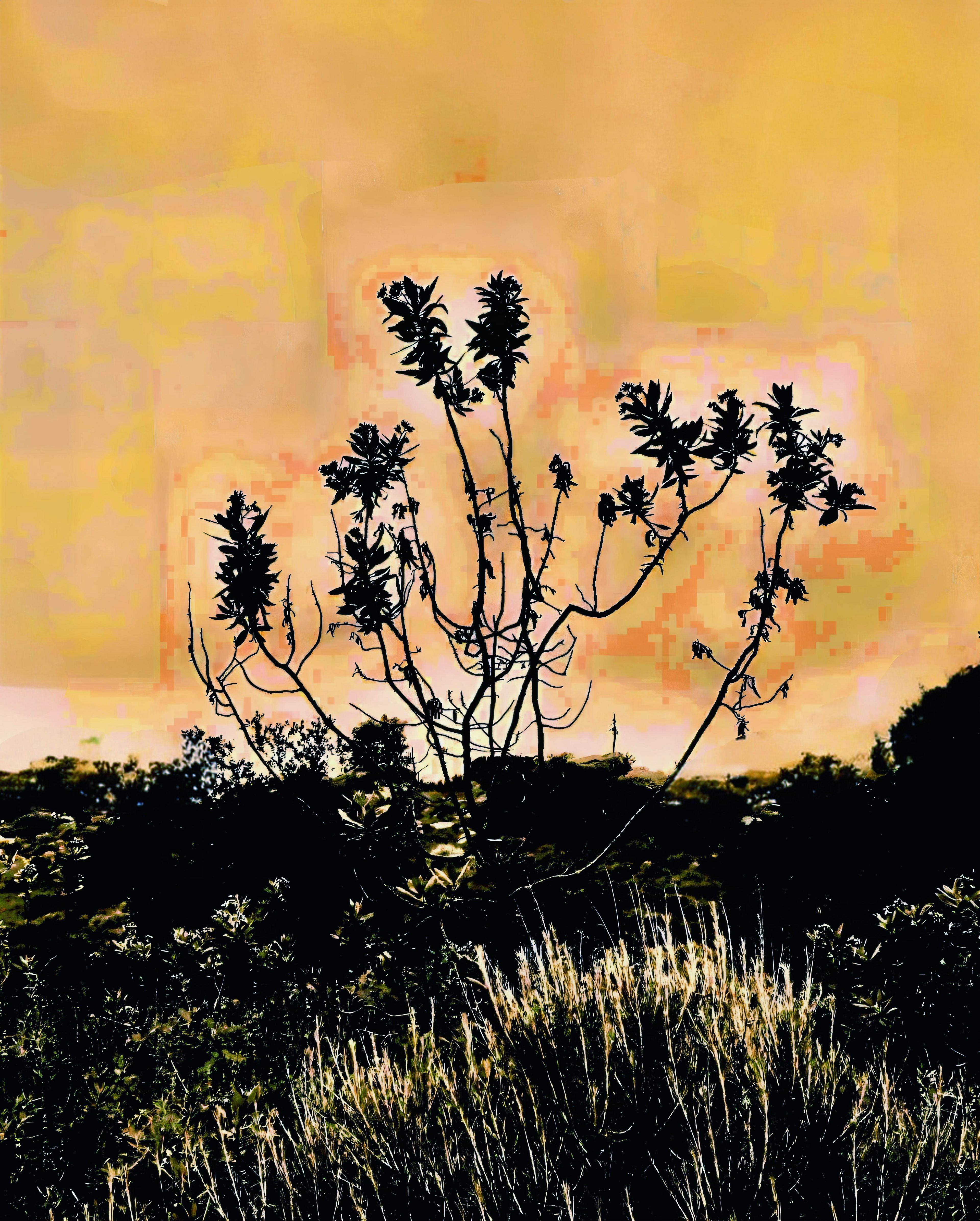 Sugar Bush study (iii)