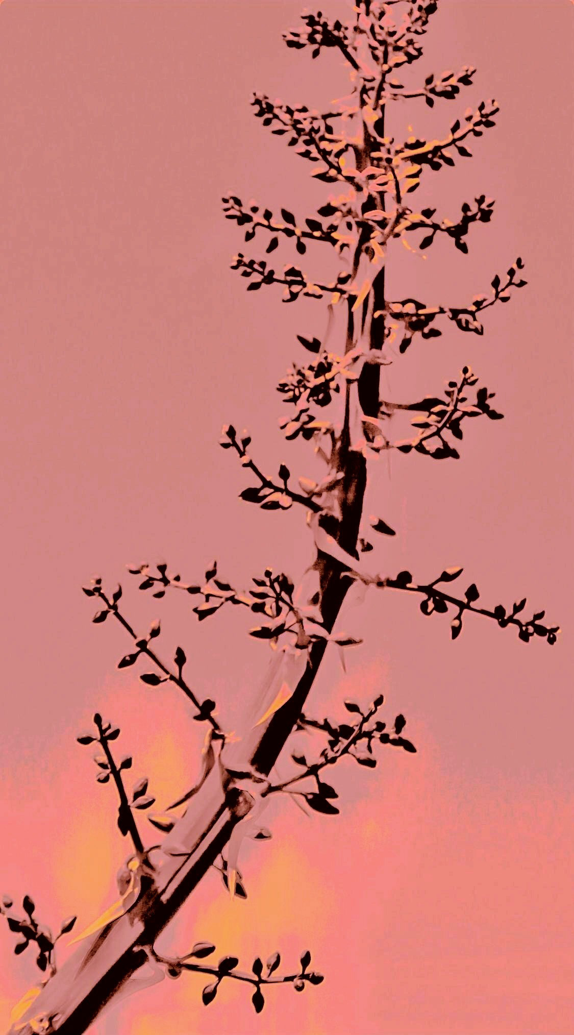 'Agave Detail (ii)'