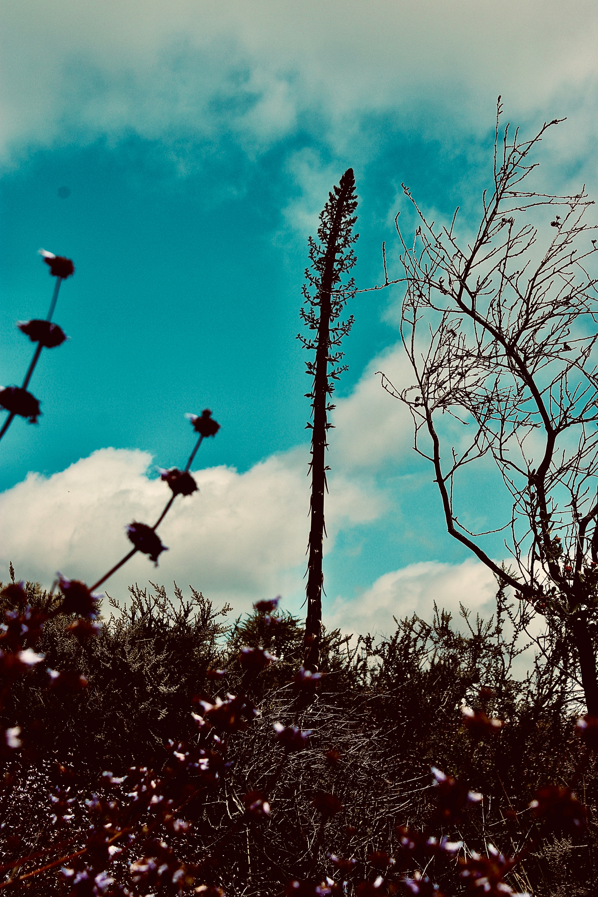 Yucca & Sky - Calabasas