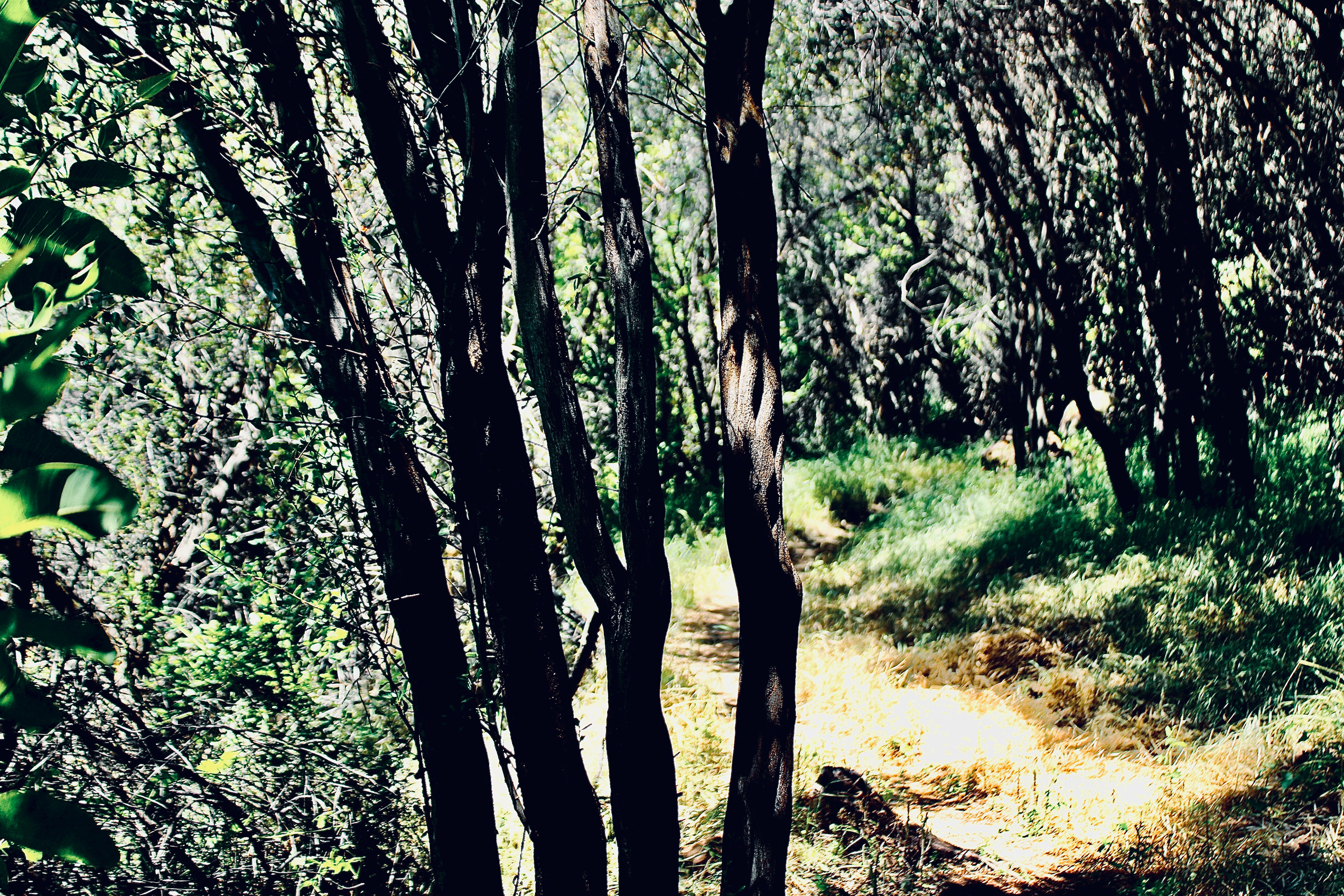 Fossil Ridge Trail - - Calabasas