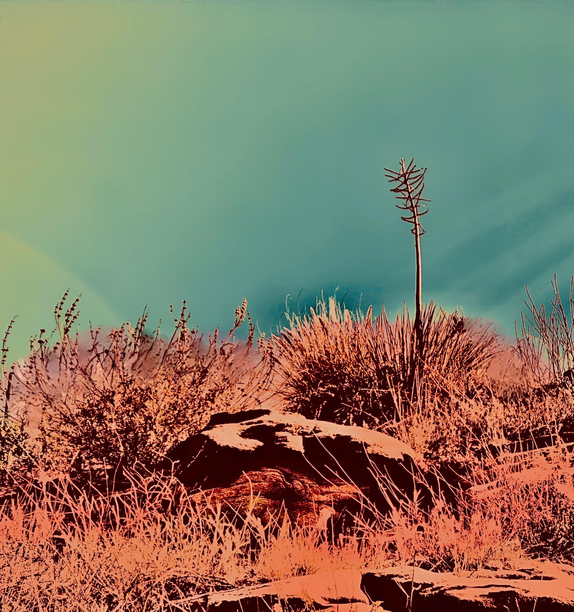 Yucca and Stone (iii)