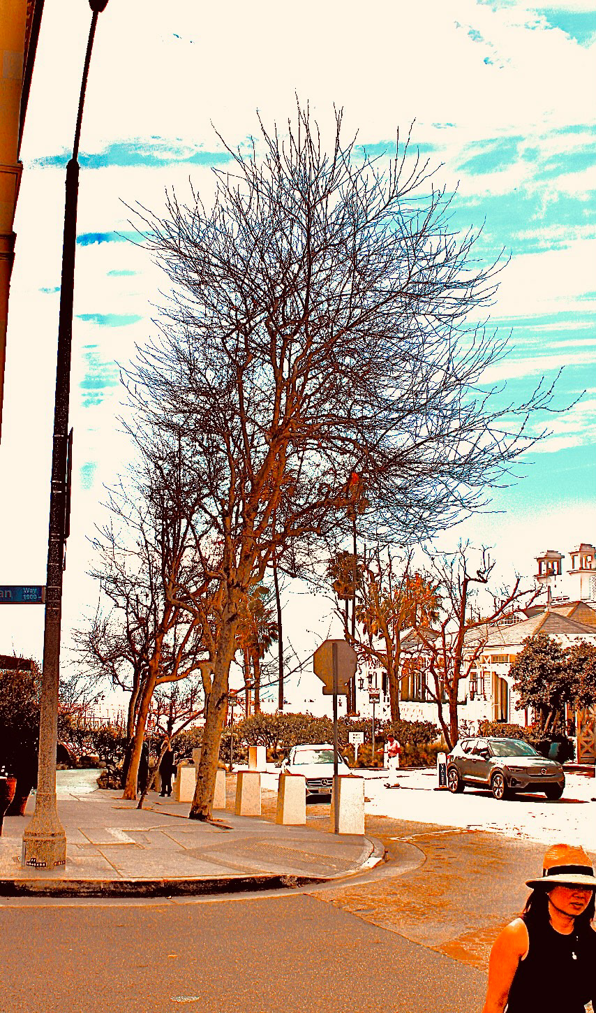 PIco -  Tree + Hat