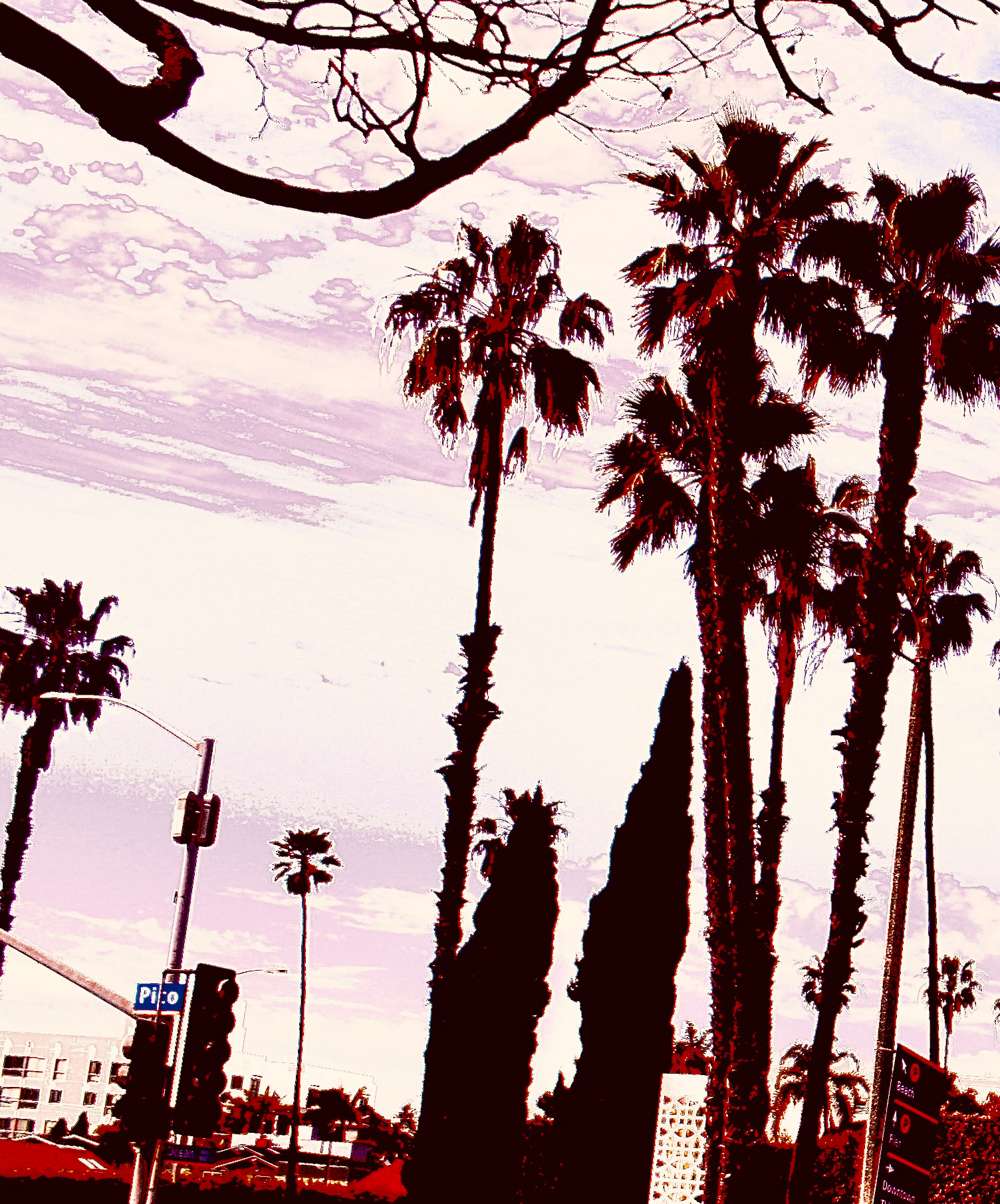 Pico - Palms