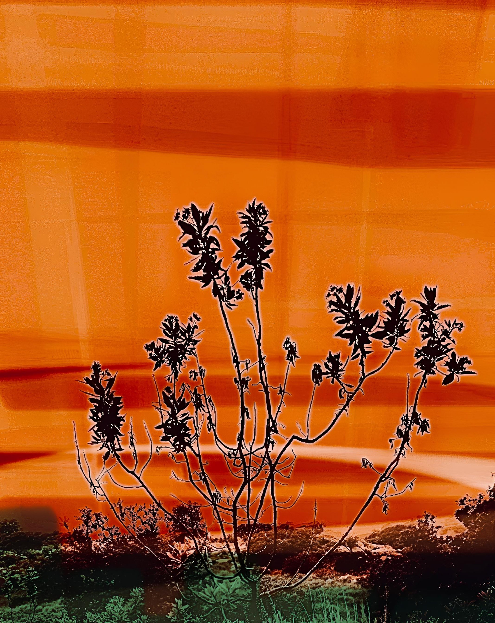 Sugar Bush study (v)