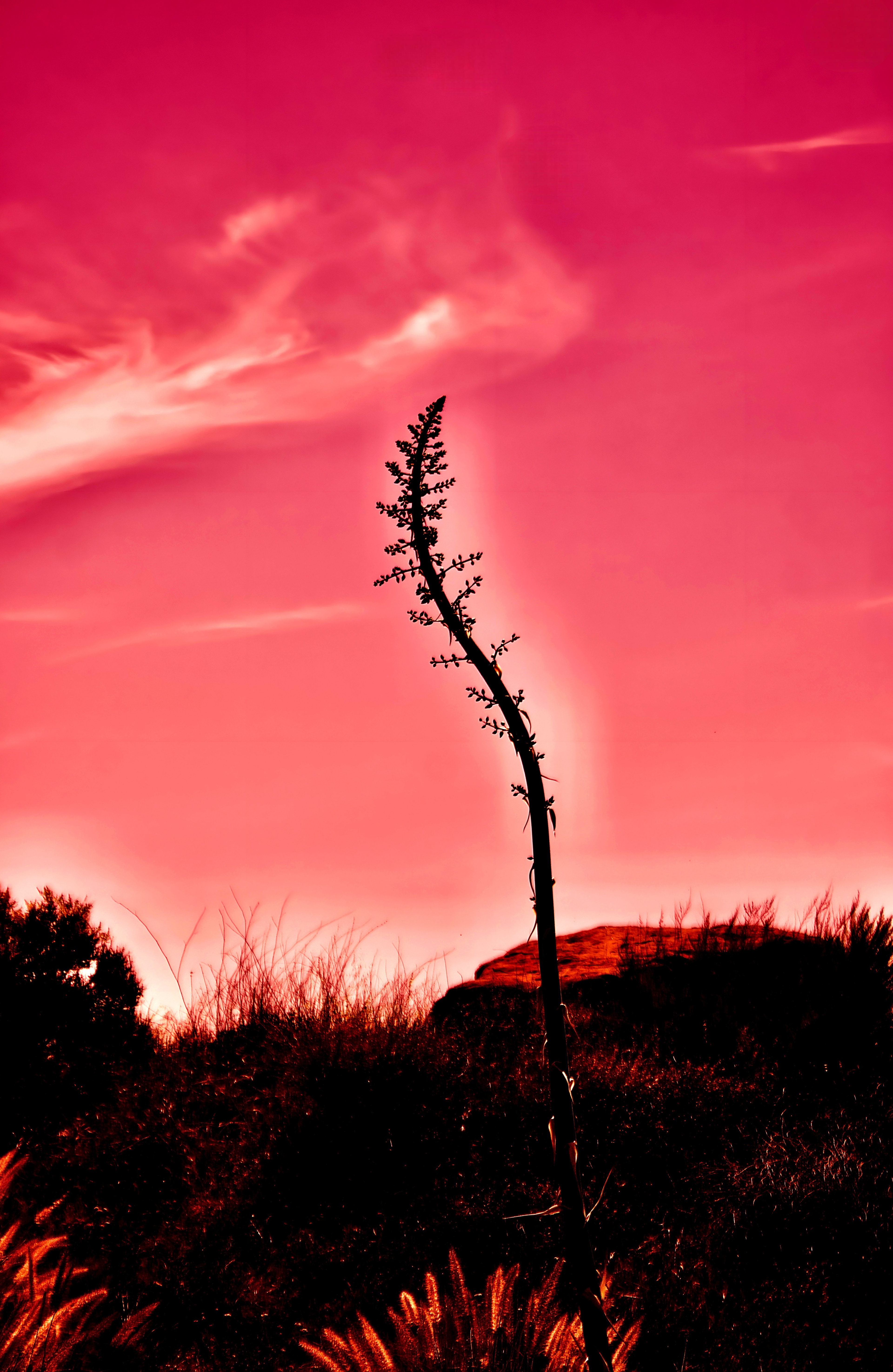 'Agave Pose (i)'
