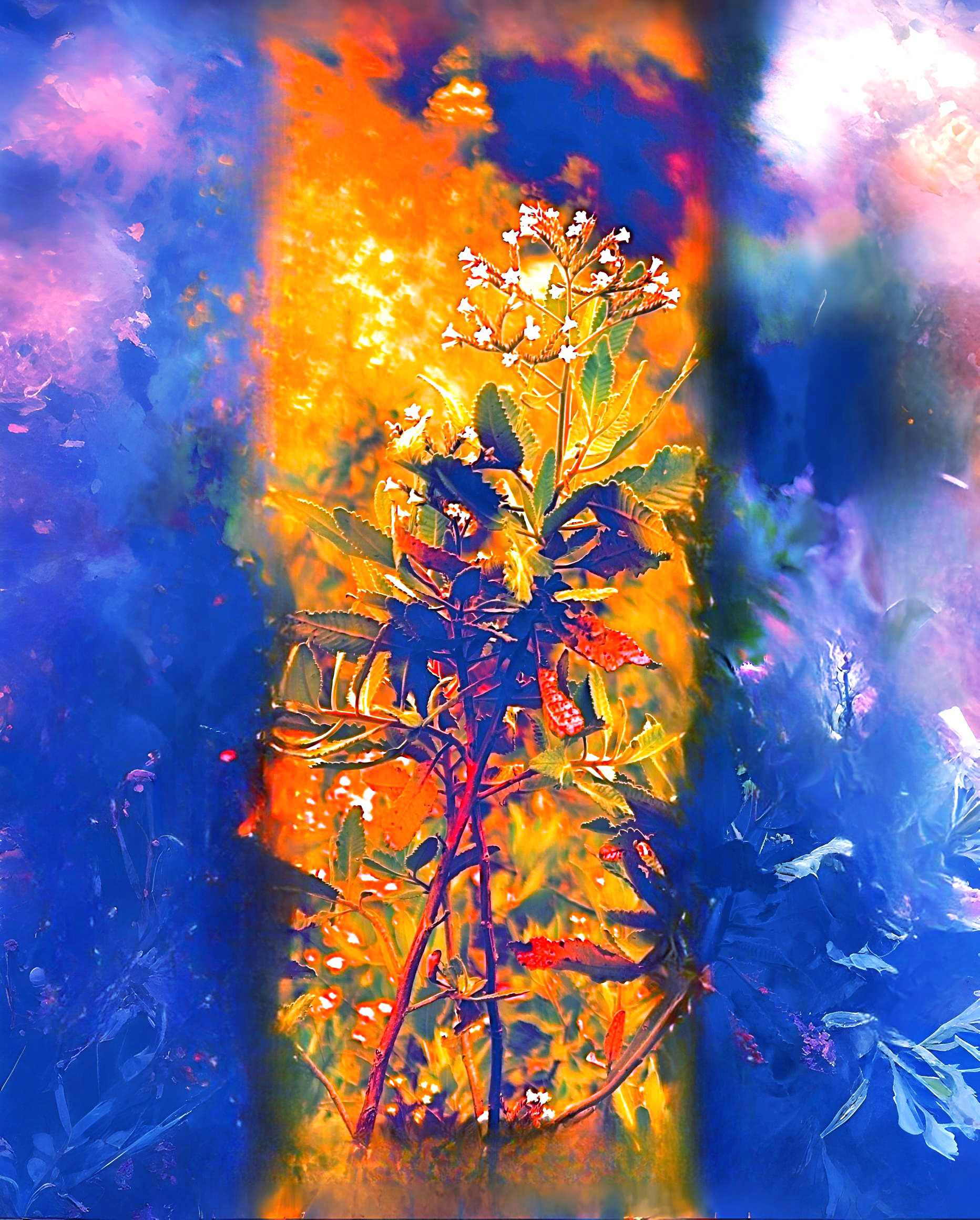 'Heliotrope (blue)'