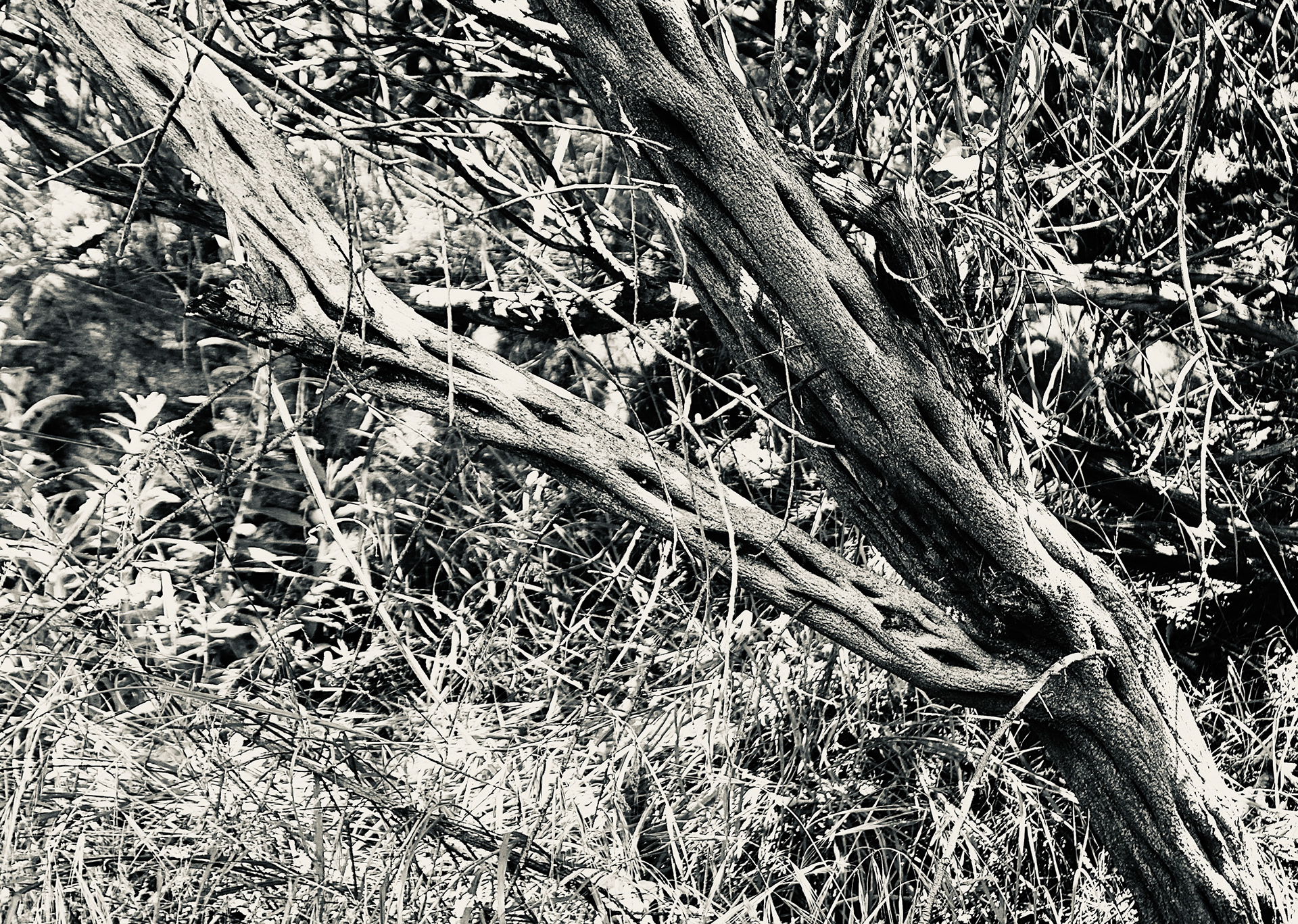 Tree Detail - Calabasas