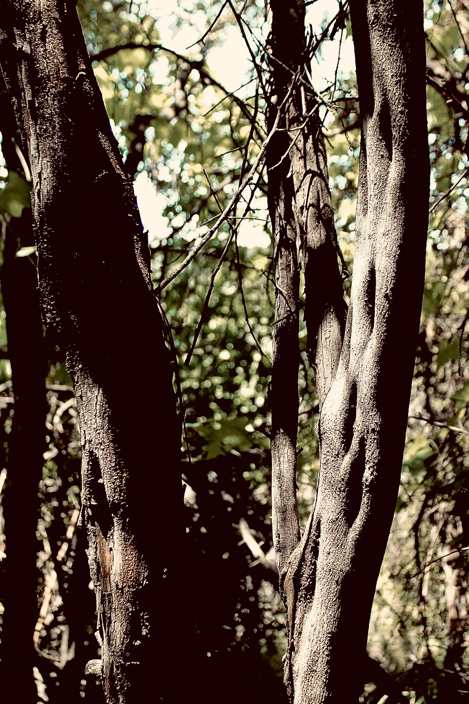 Fossil Ridge Trail - Calabasas