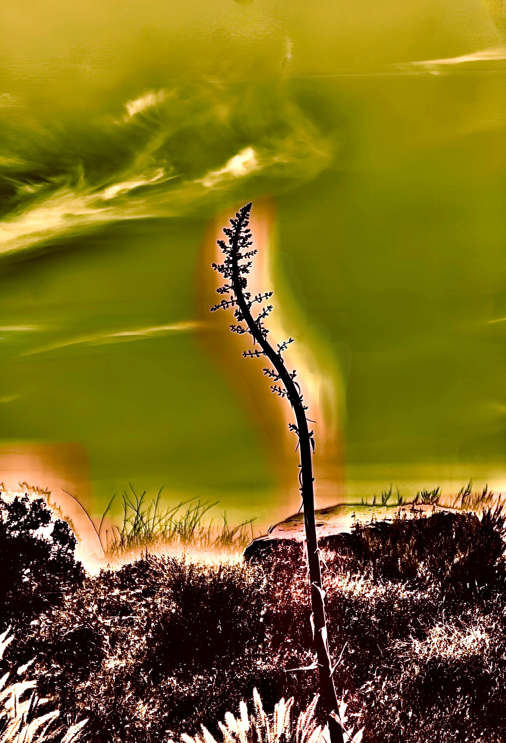 'Agave Pose (iii)'
