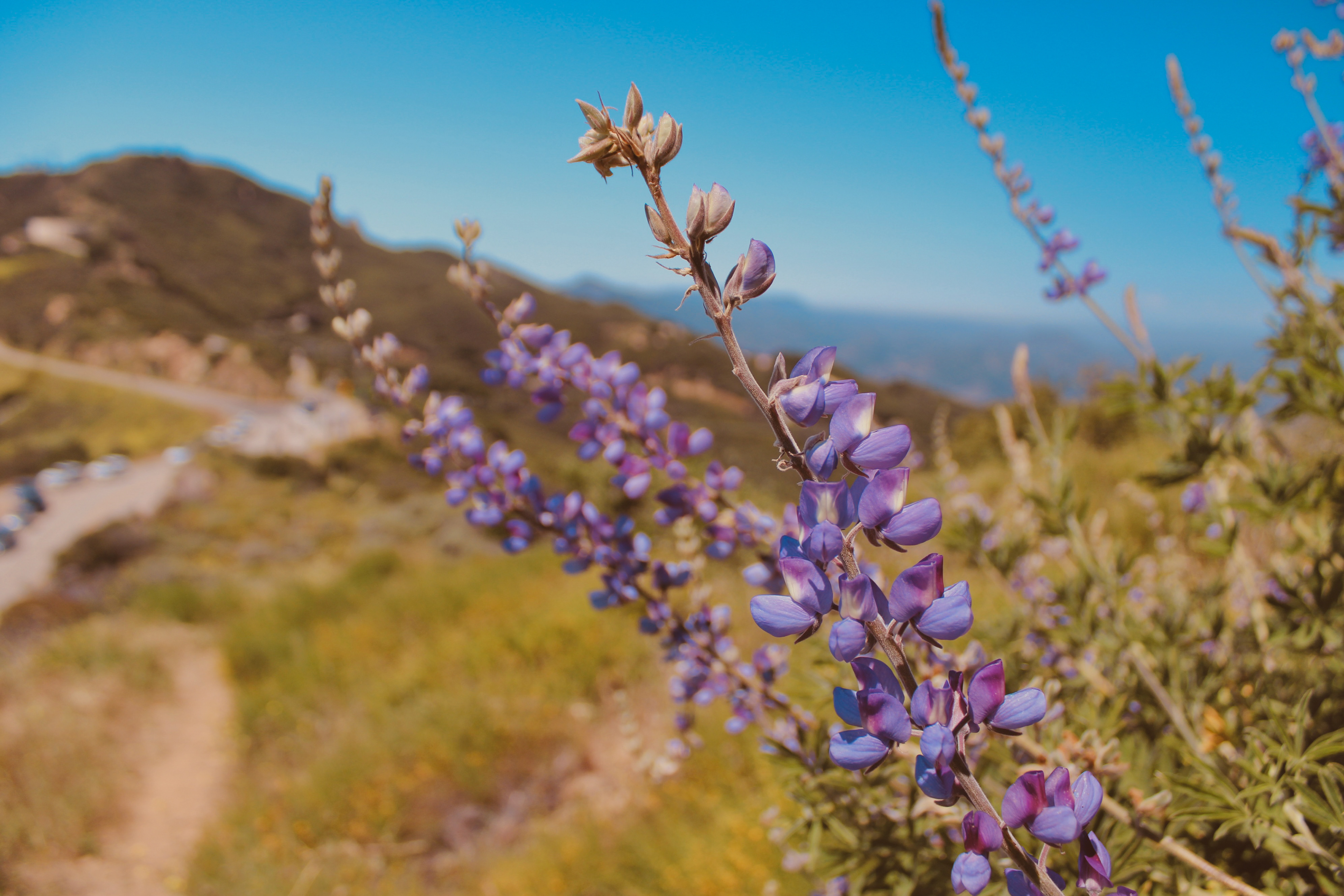 Lupin Detail (II) - Calabasas
