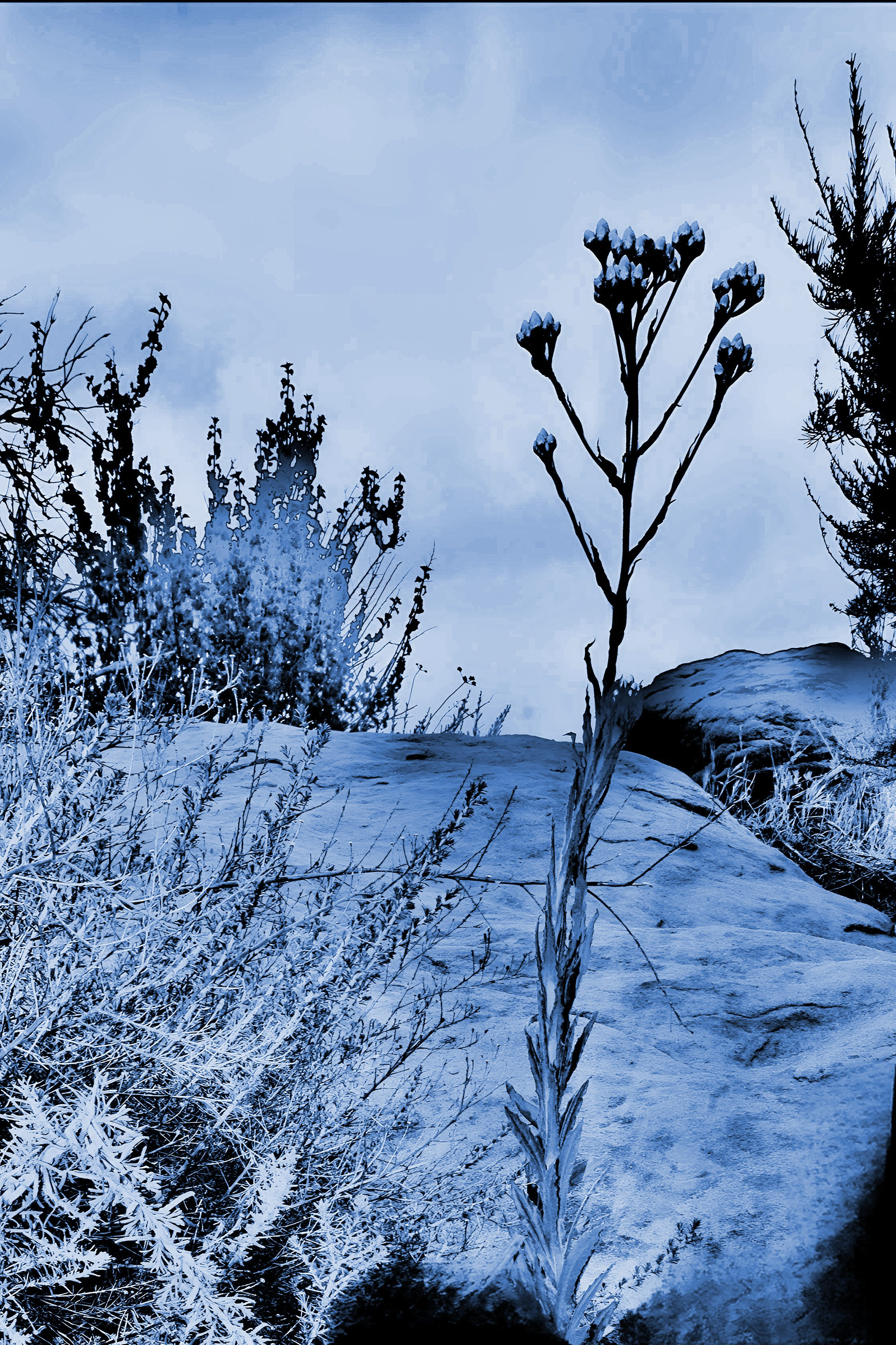 'Everlasting (ii)'