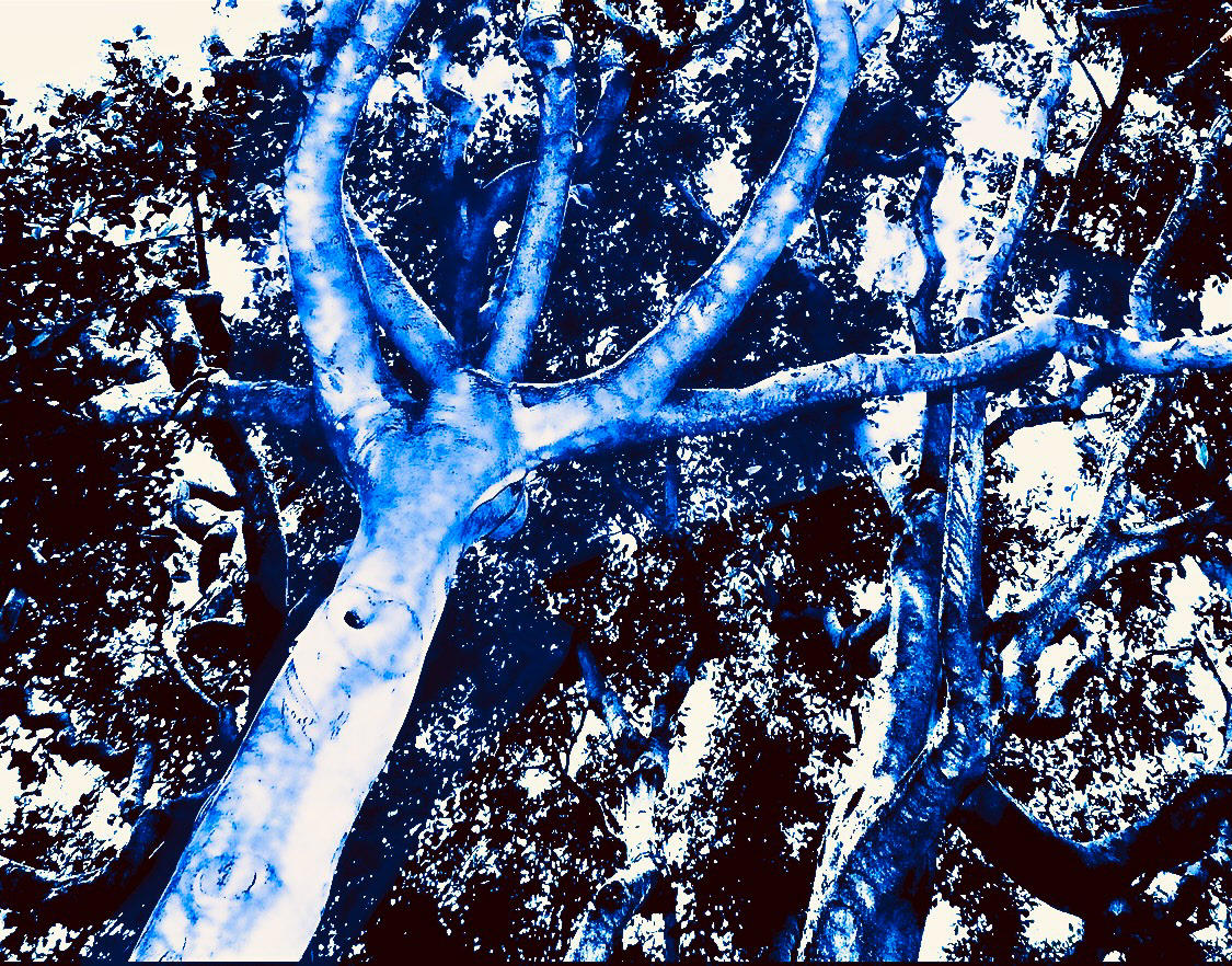 Laurel (iv)