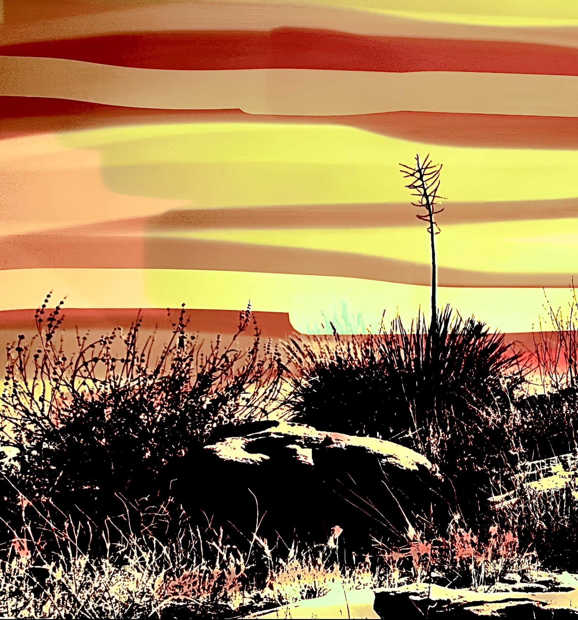 Yucca and Stone (vi)