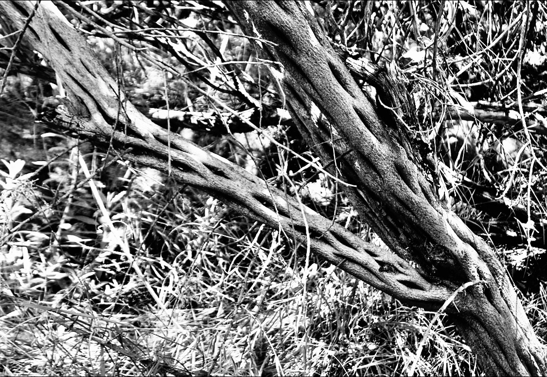 Tree Detail (v) - Calabasas