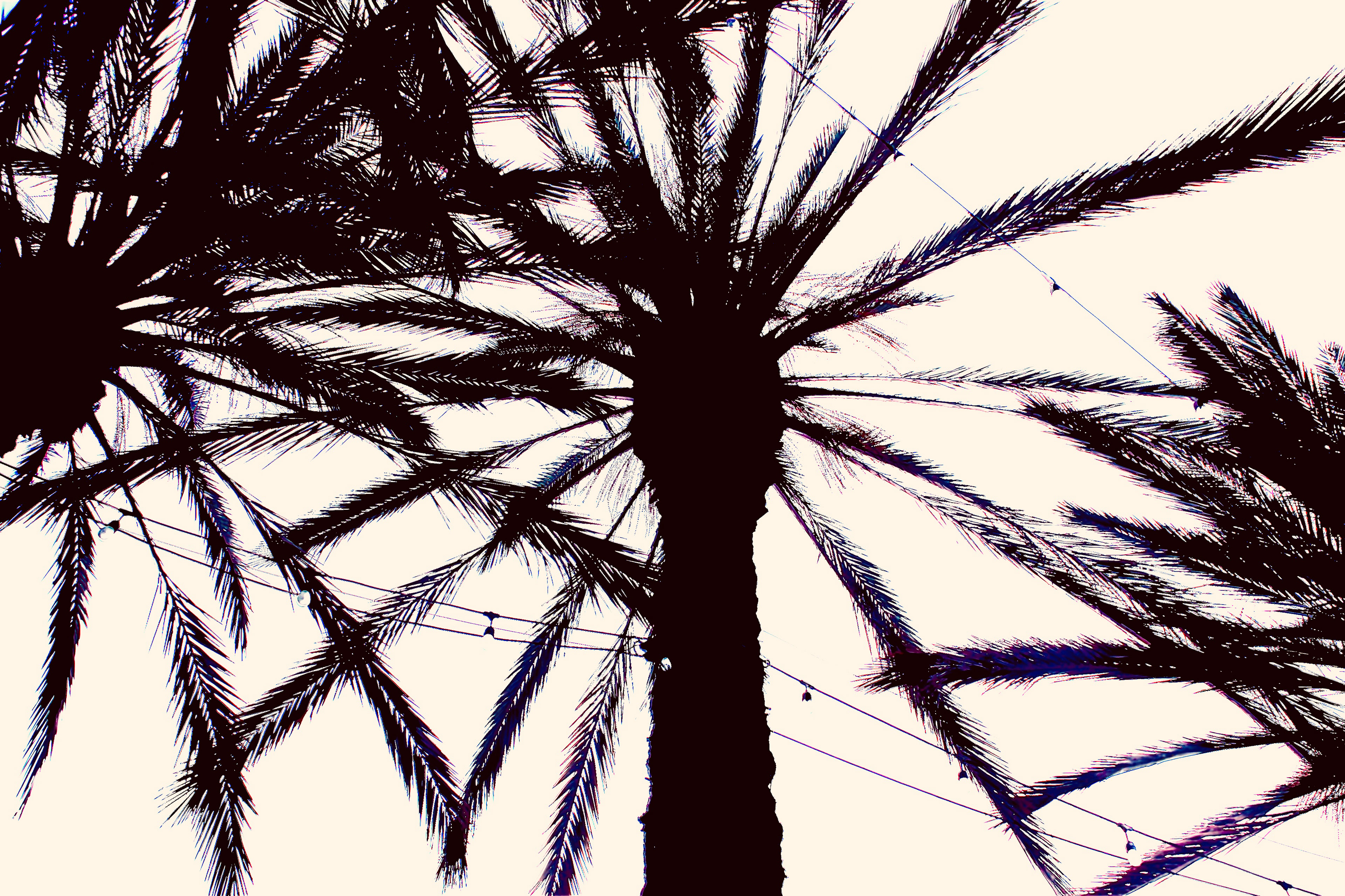 Cafe Palms (i)