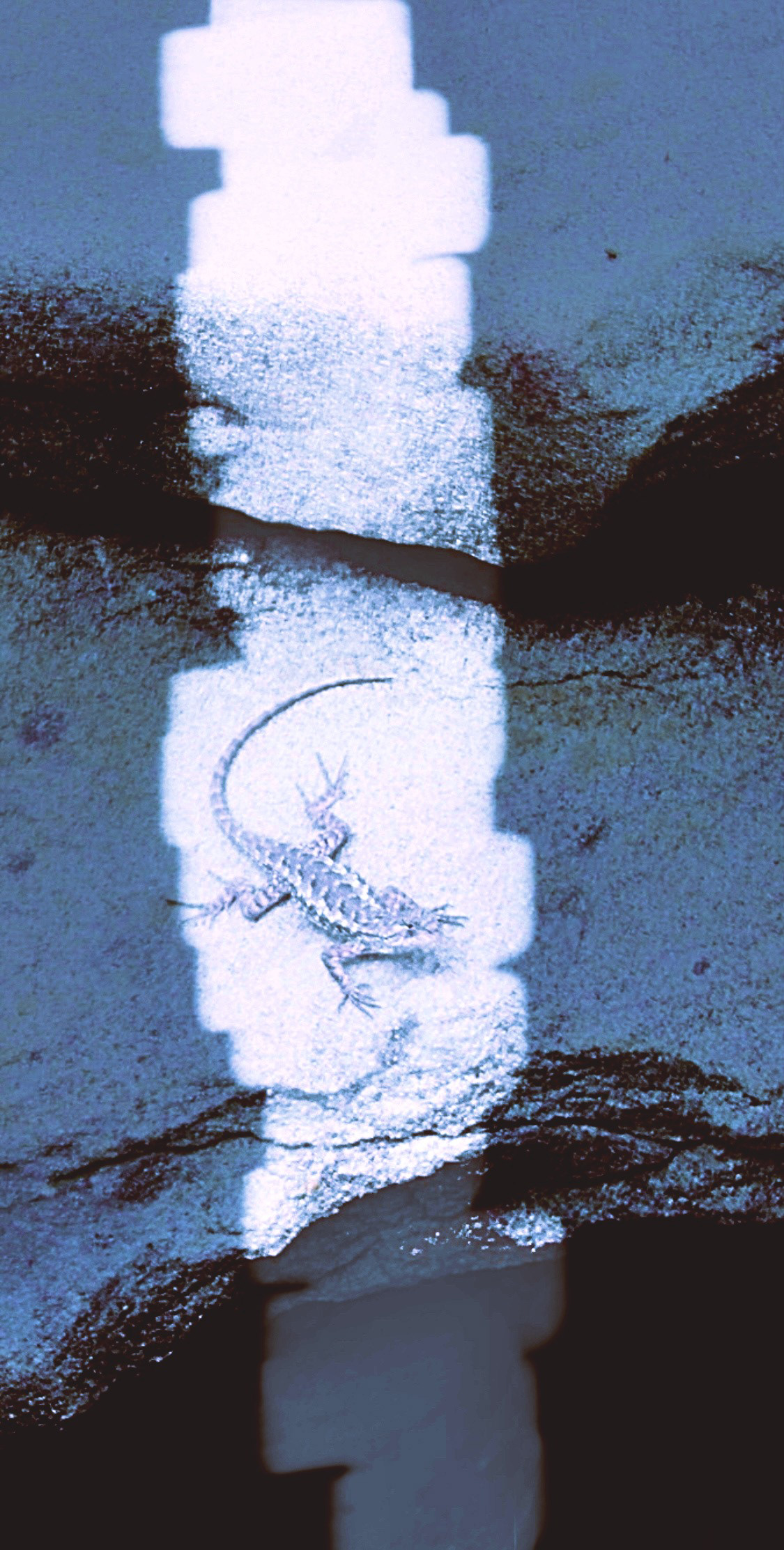 'Lizard Rock (ii)'