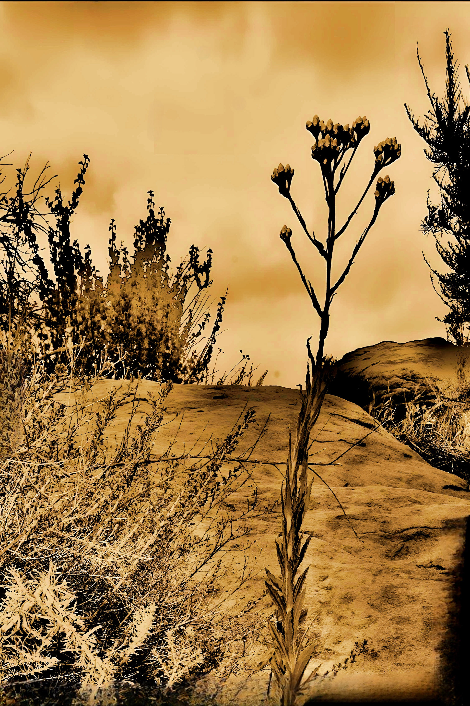 'Everlasting (iii)'
