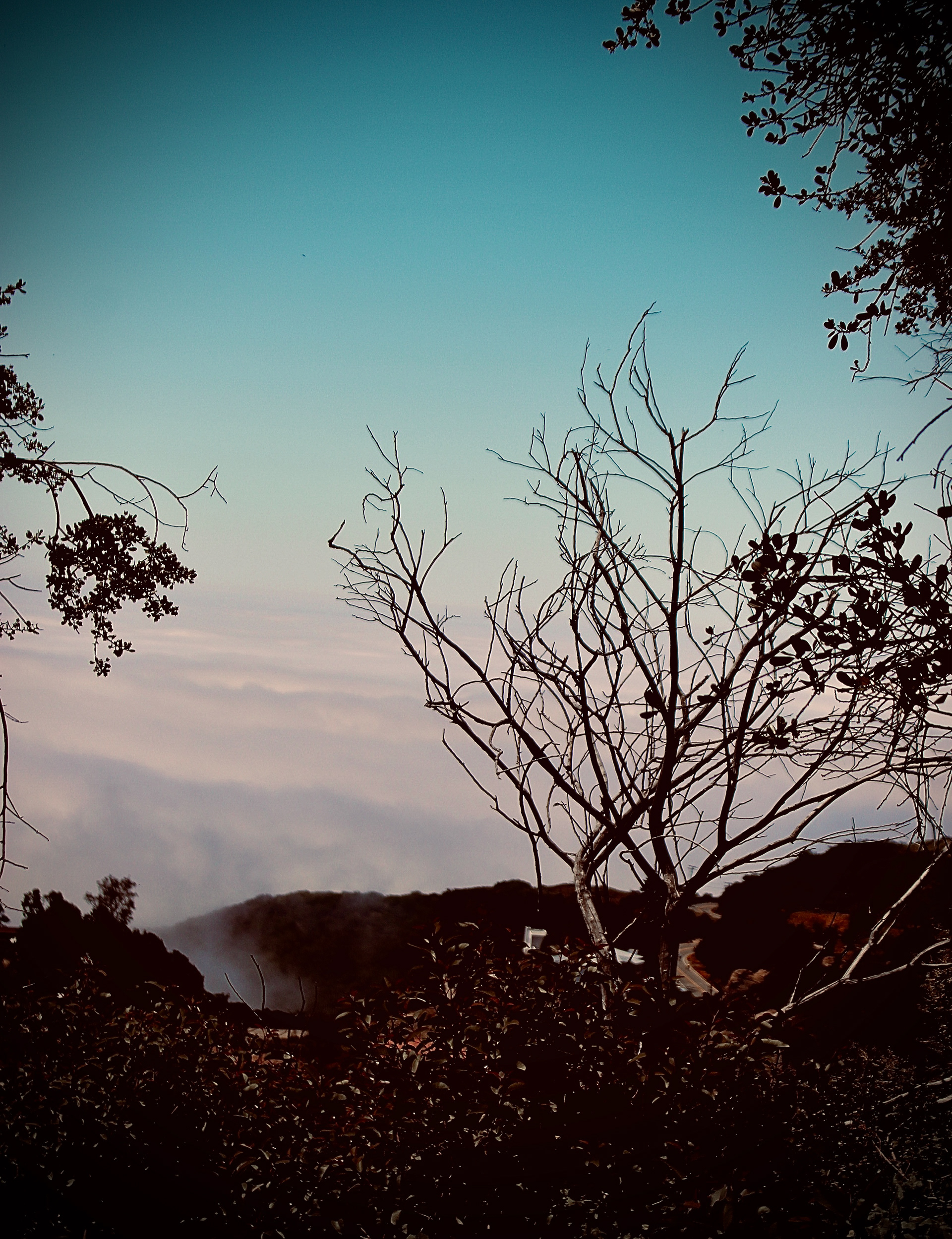 Tree & Sky (iii)- Calabasas