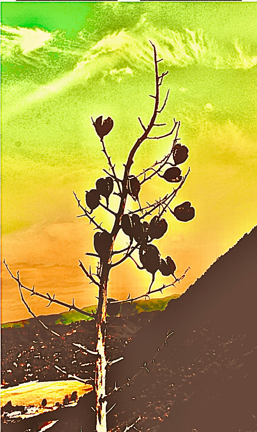 WW - Color Study (IV)