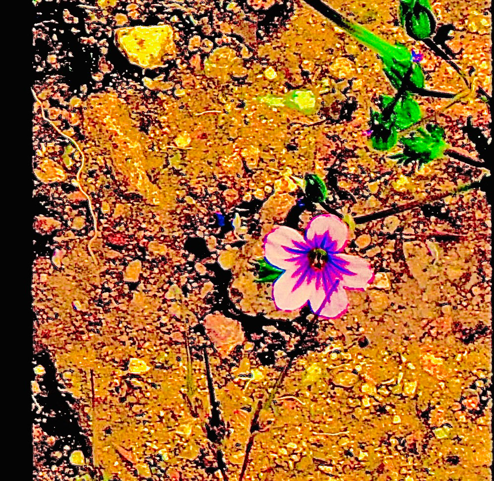 'Rocky Peak - Garden (vi)'