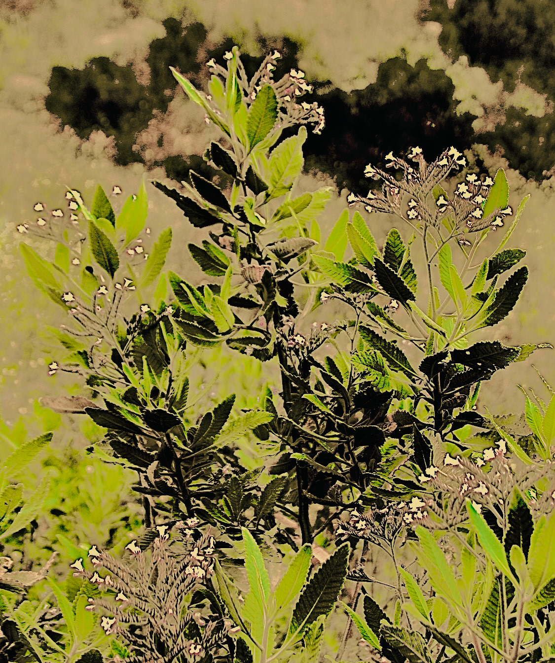 ' Yerba Santa, var. 2'