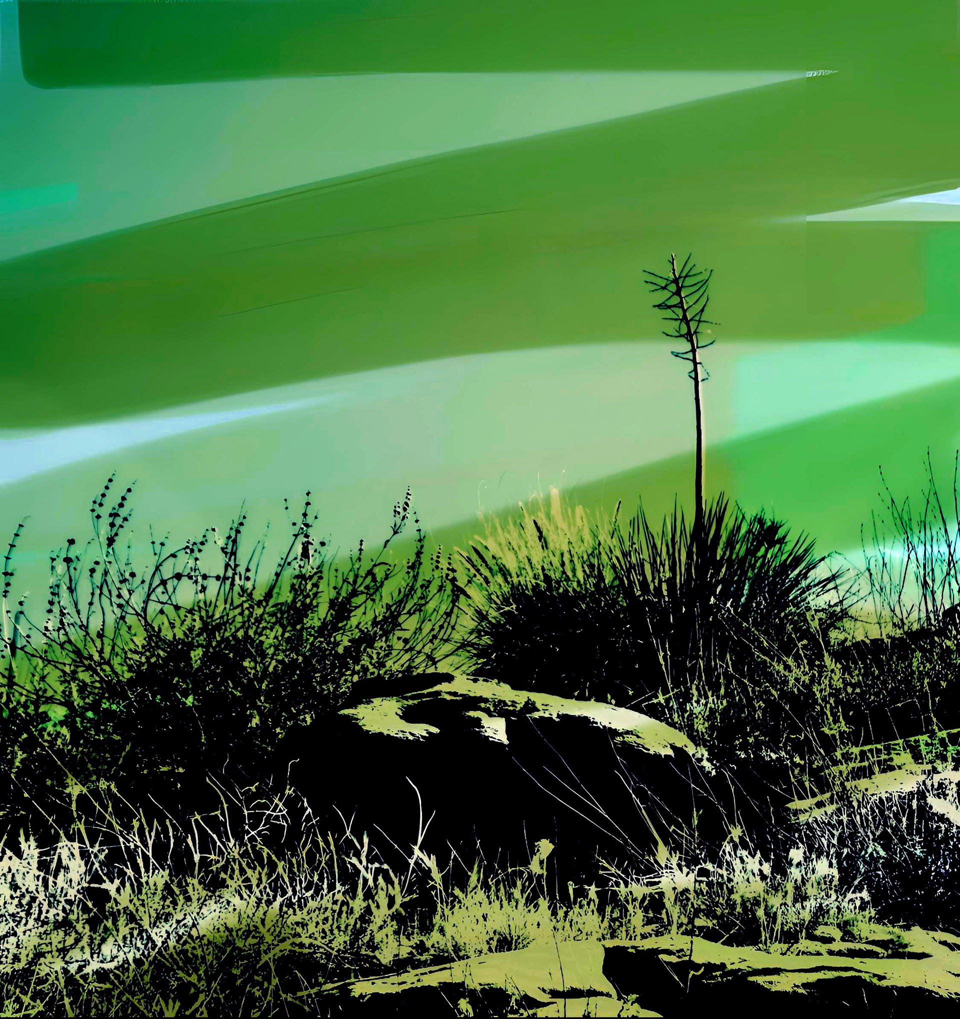 Yucca and Stone (iv)