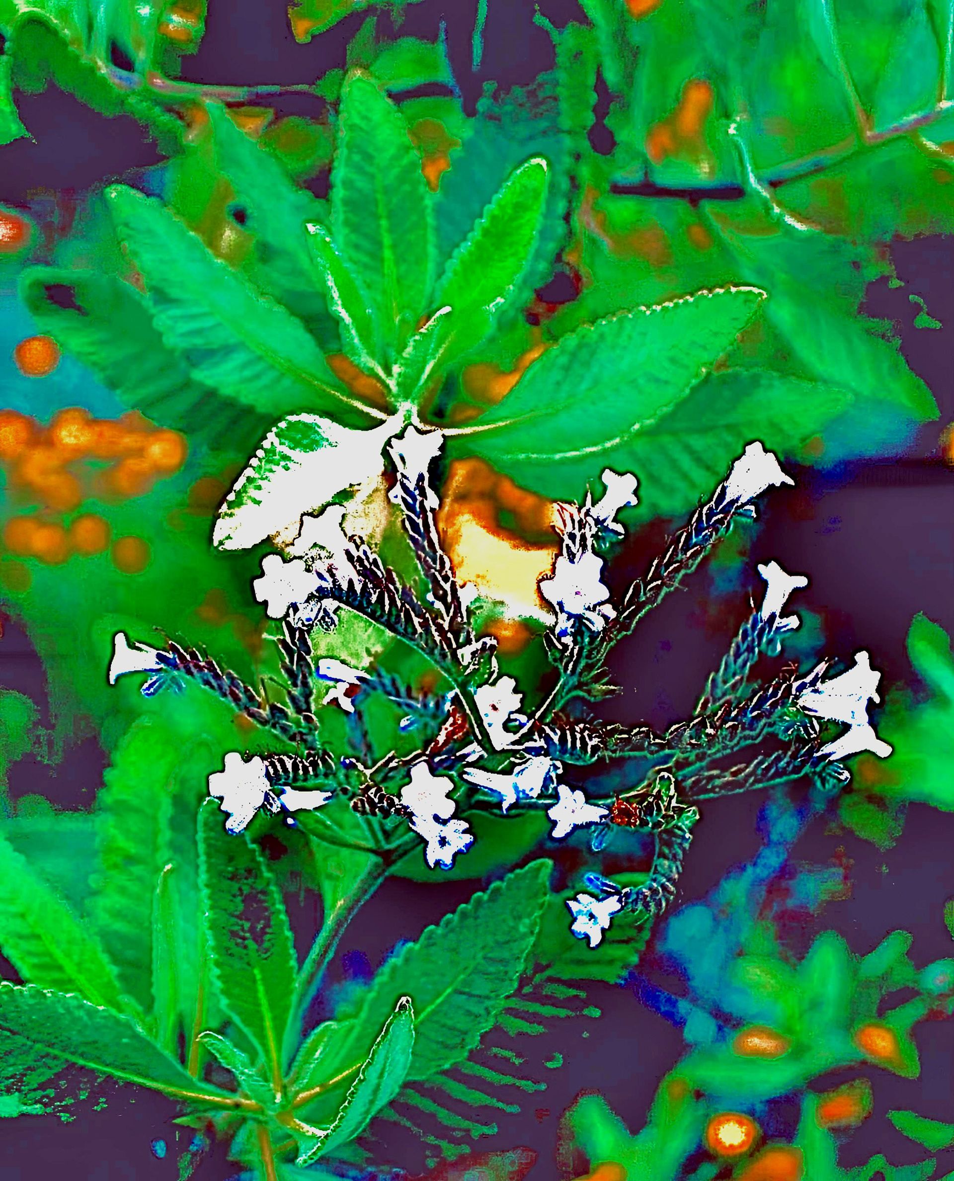 'Rocky Peak - Garden (ii)'