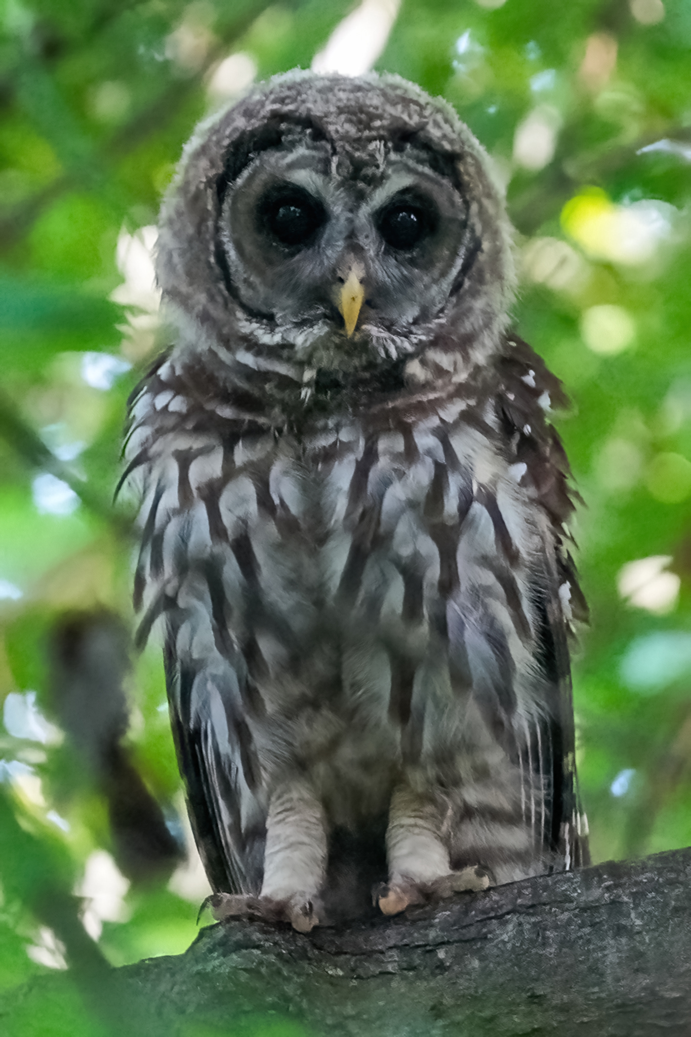 Barred owlet, Dyke Marsh, Virginia.