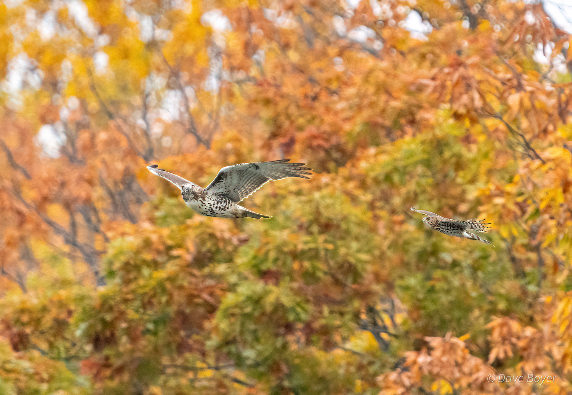 Hawk pursuit, Quiet Waters Park, Maryland.