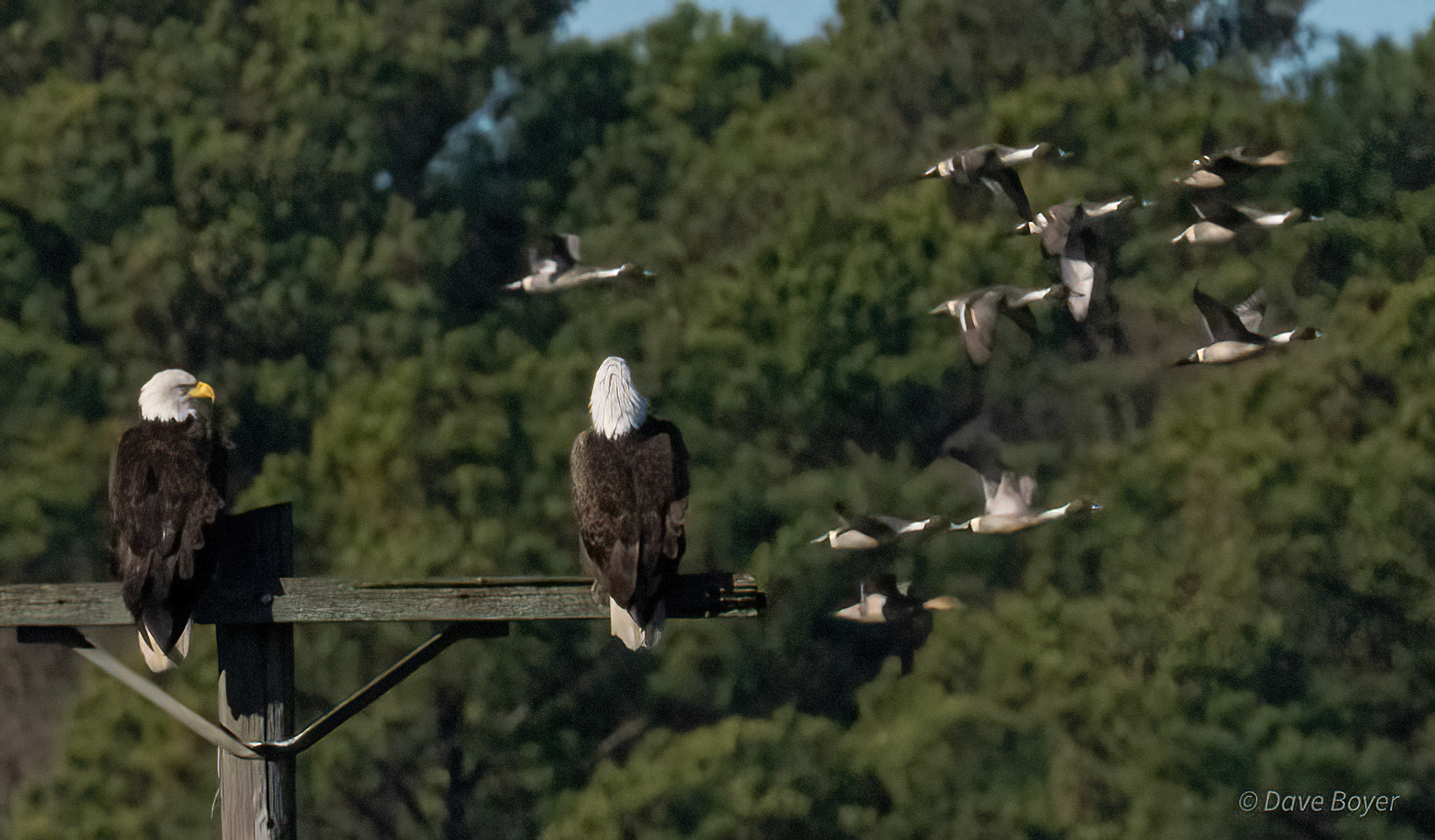 Bald eagles eyeing Northern Pintail ducks, Blackwater NWR, Maryland.