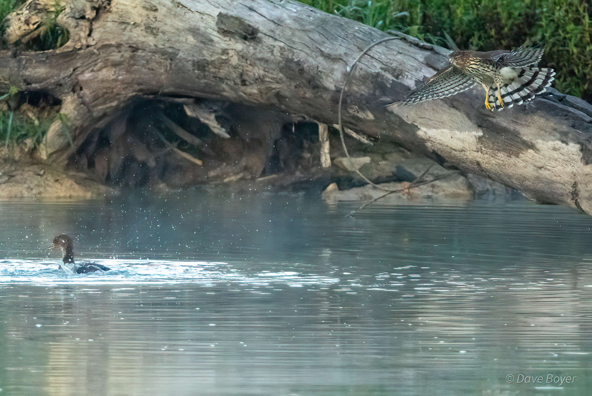 Coopers Hawk attacking hooded merganser