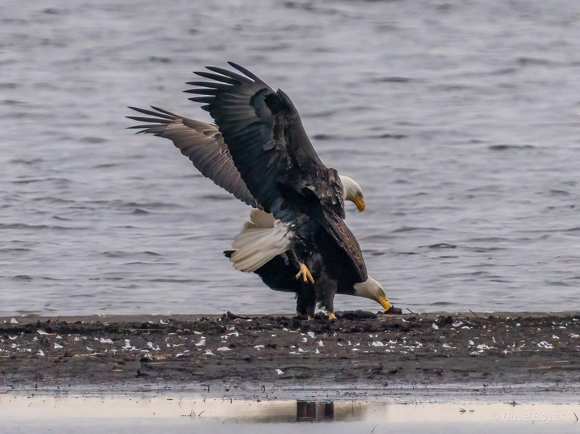 Bald eagles mating, Blackwater NWR, Maryland.
