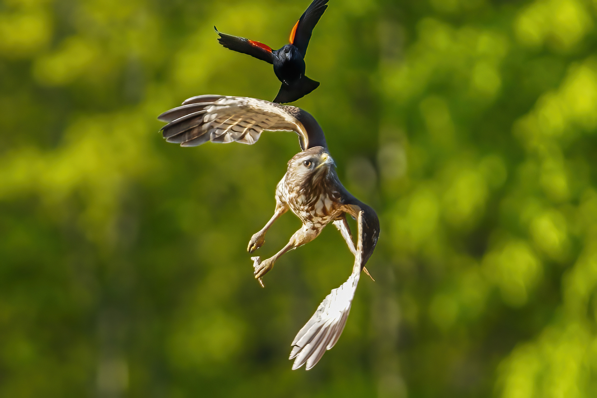 Red-winged blackbird chasing a Red-shouldered hawk, Huntley Meadows.