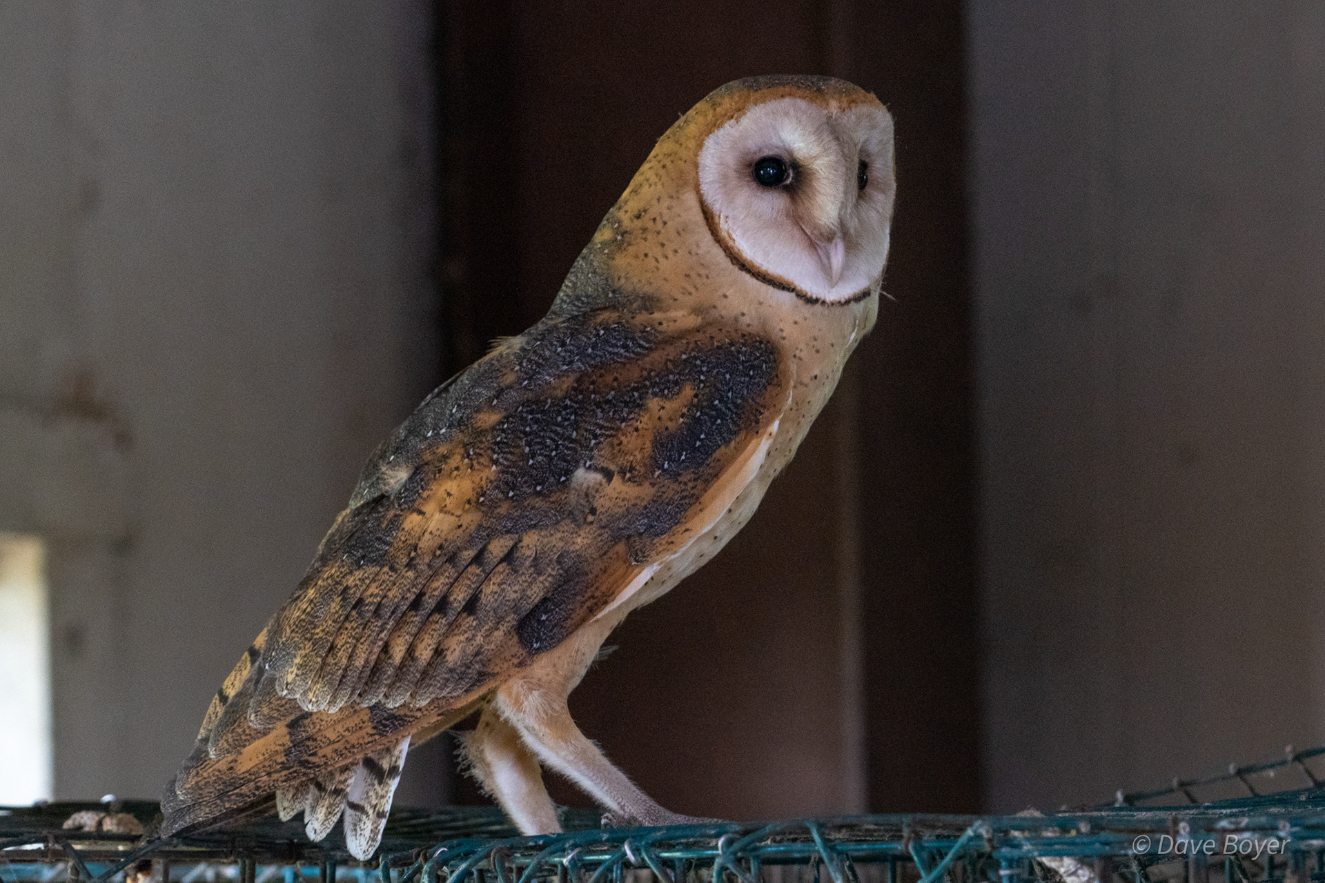 Barn owl, Smith Island, Maryland