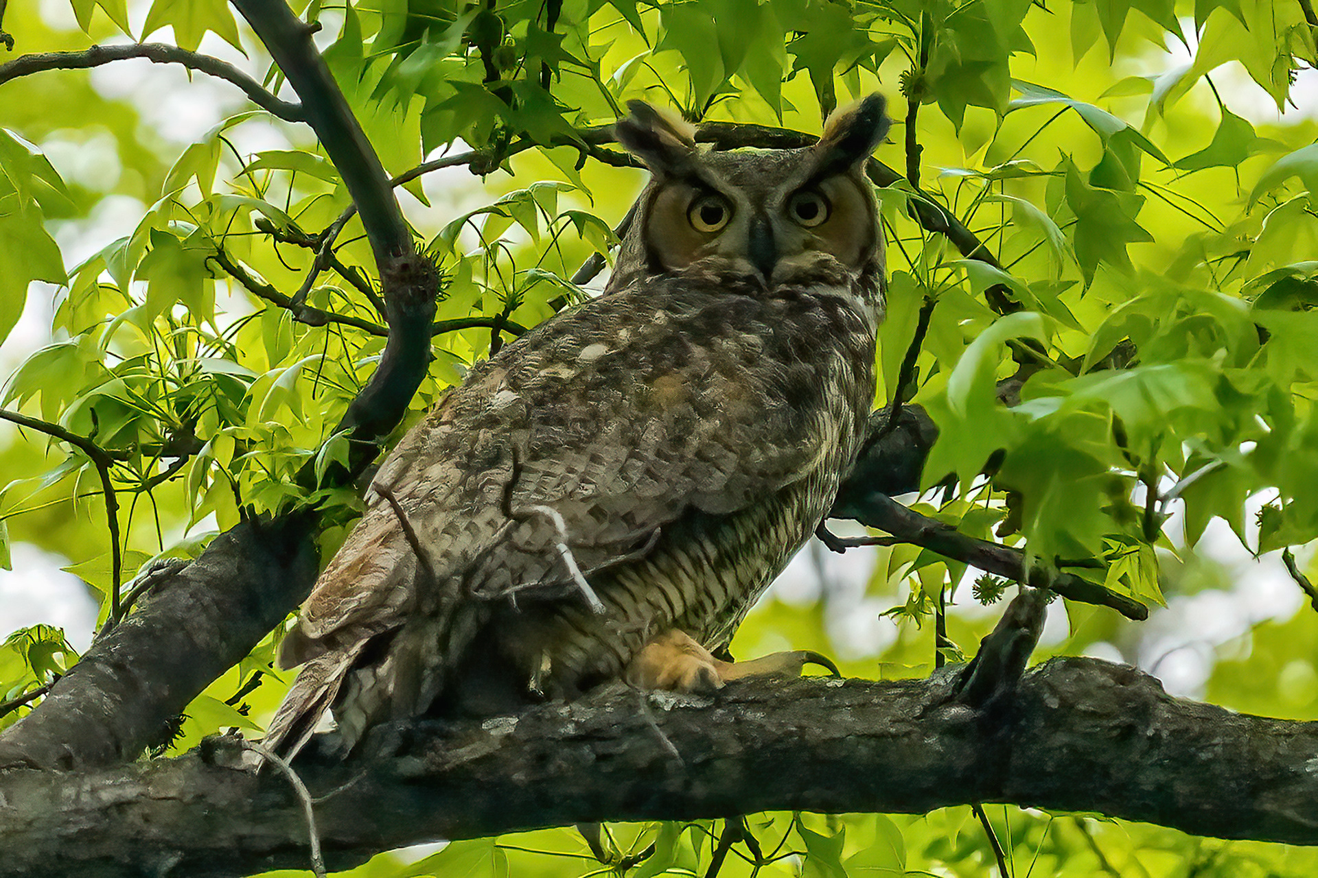 Great Horned Owl, Dyke Marsh, Virginia.