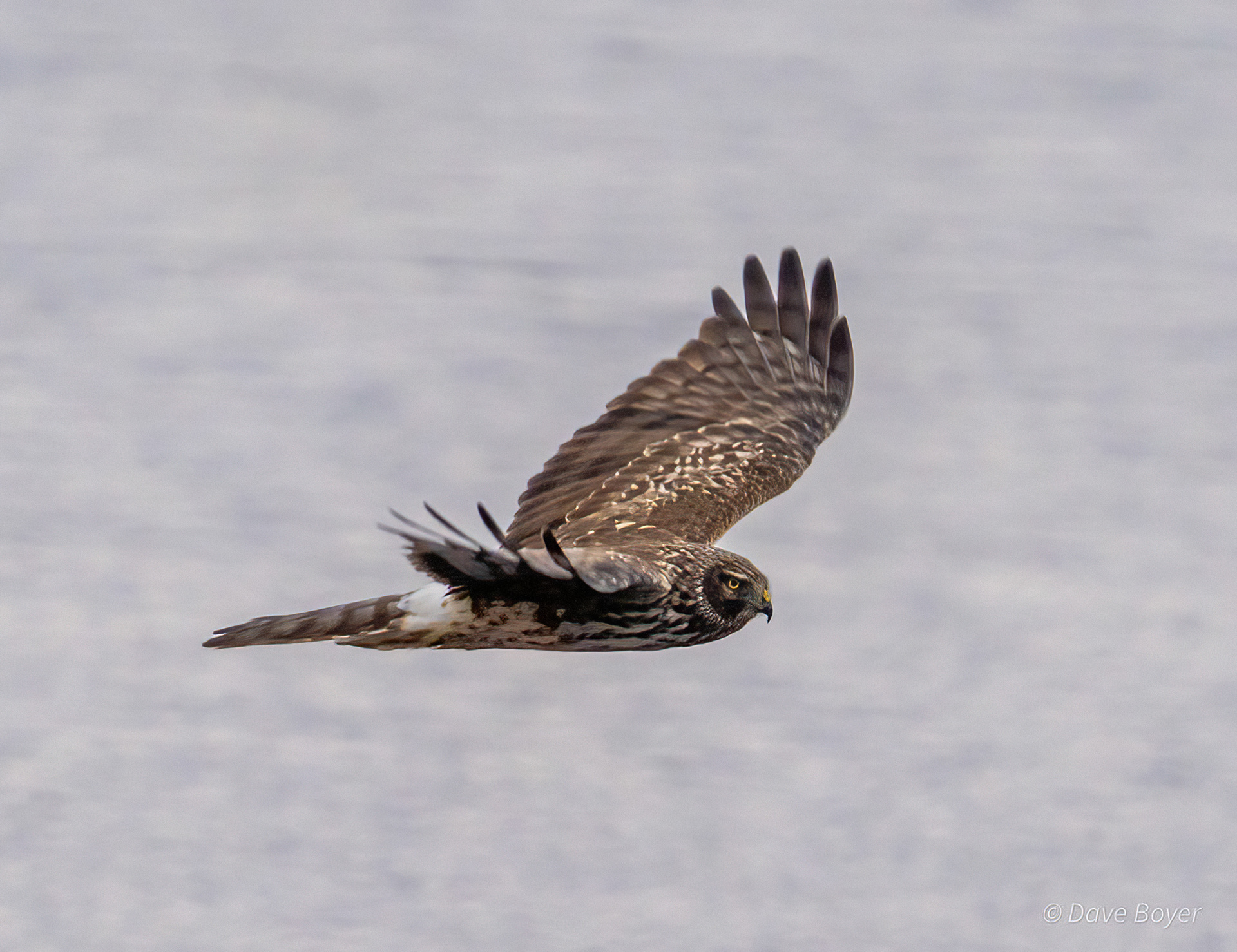 Northern harrier, Blackwater NWR, Maryland.